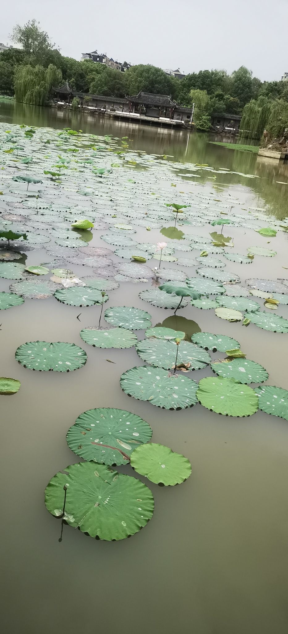 九鼎公园旅行图片 3