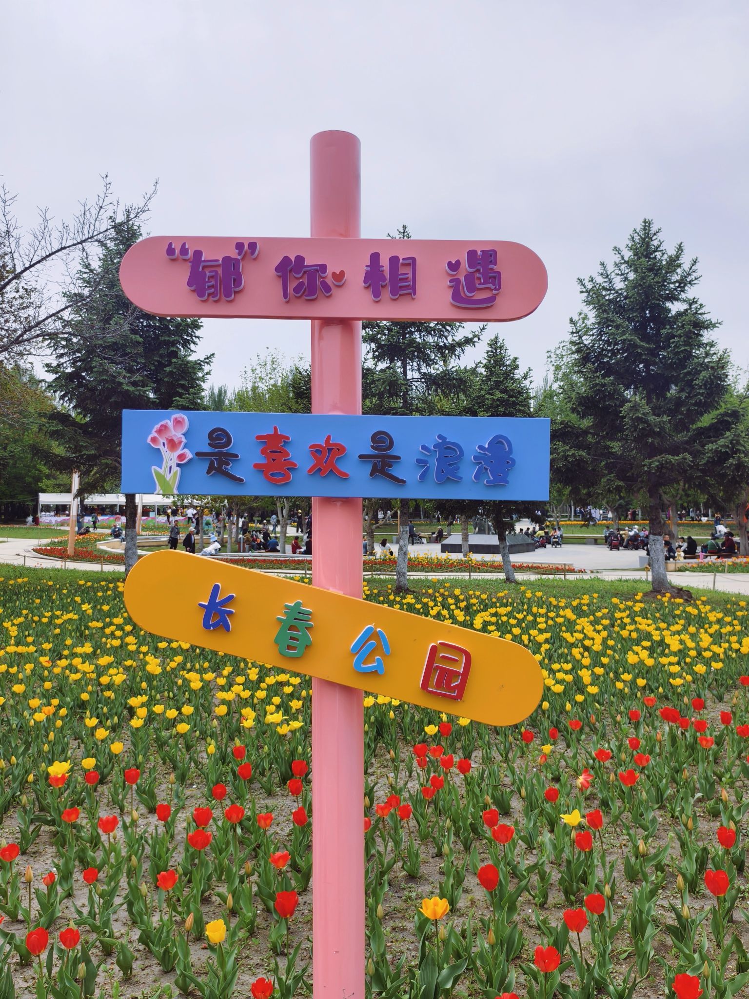 长春公园-郁金香园