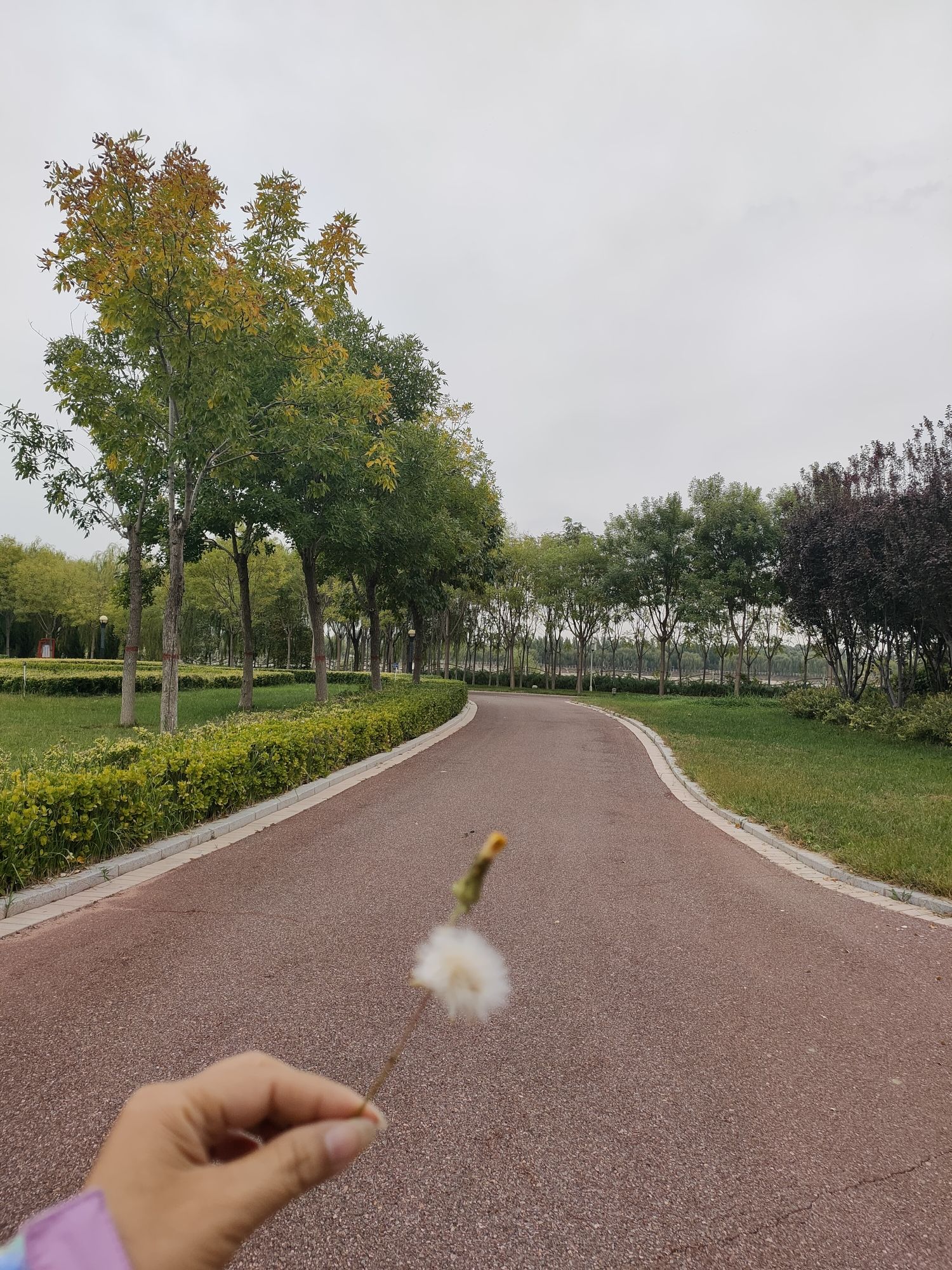 武强县音乐公园旅行图片 3