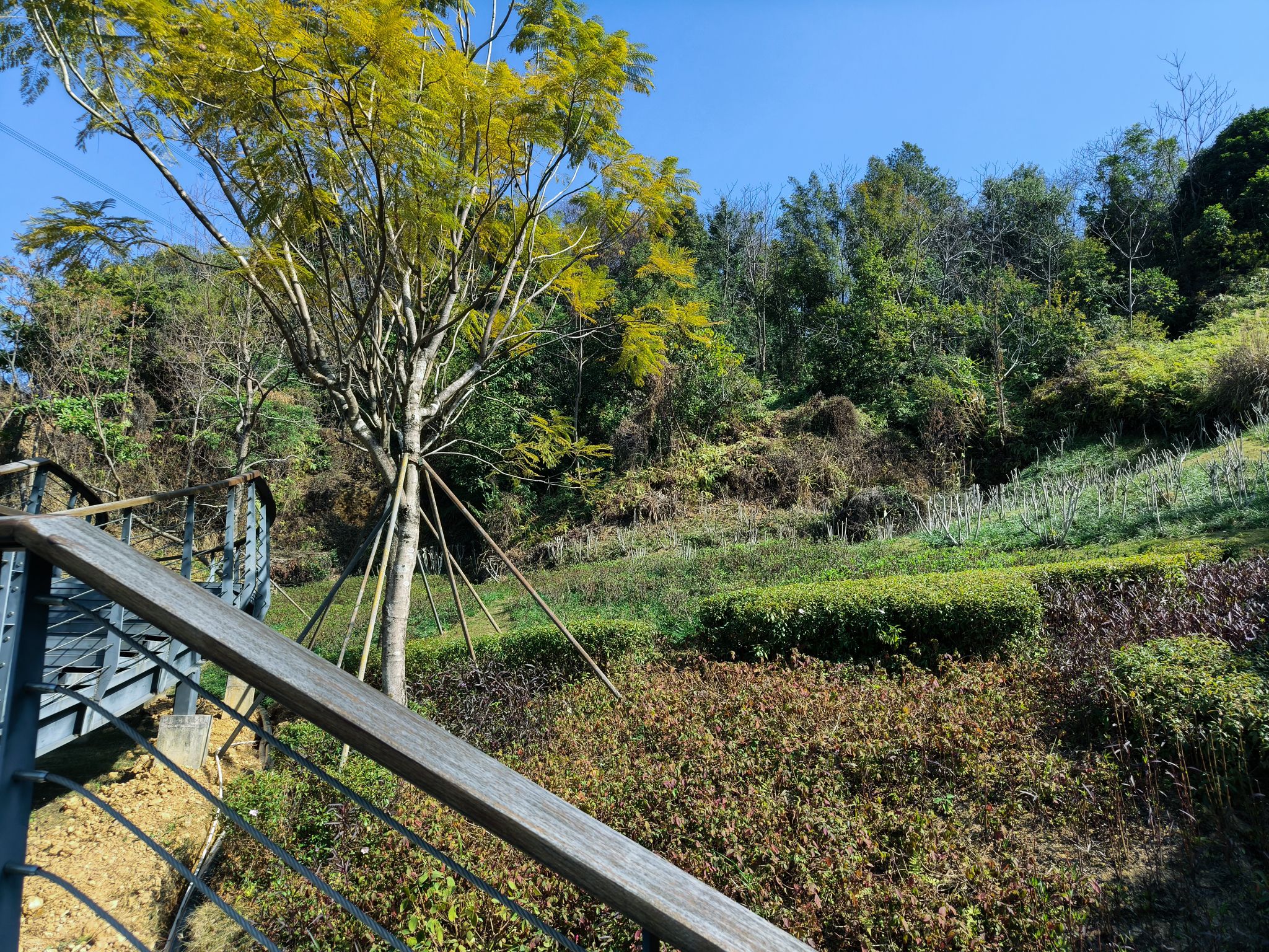 南蓬山森林公园旅行图片 2