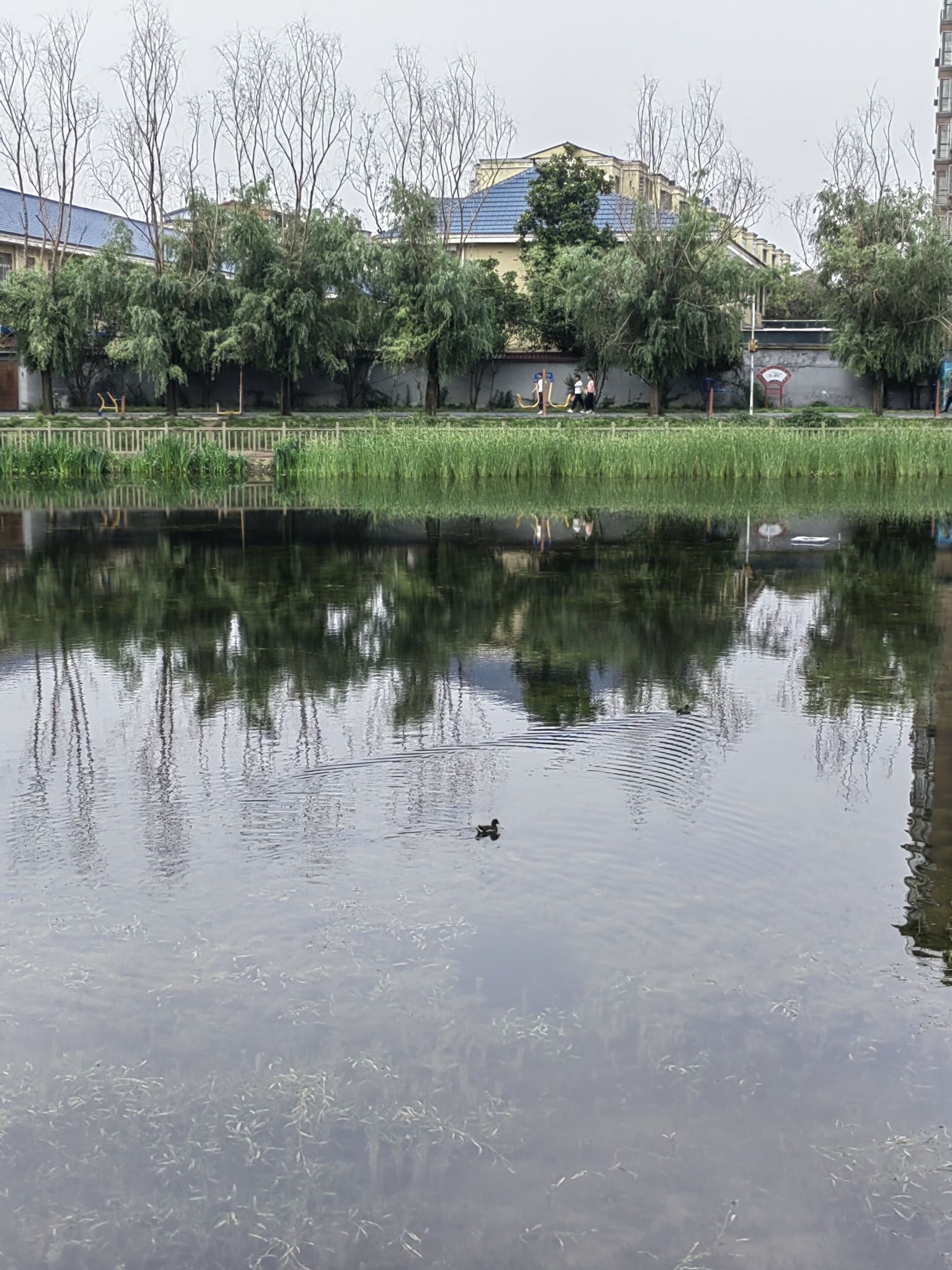 蓝天·芝麻小镇旅行图片 3