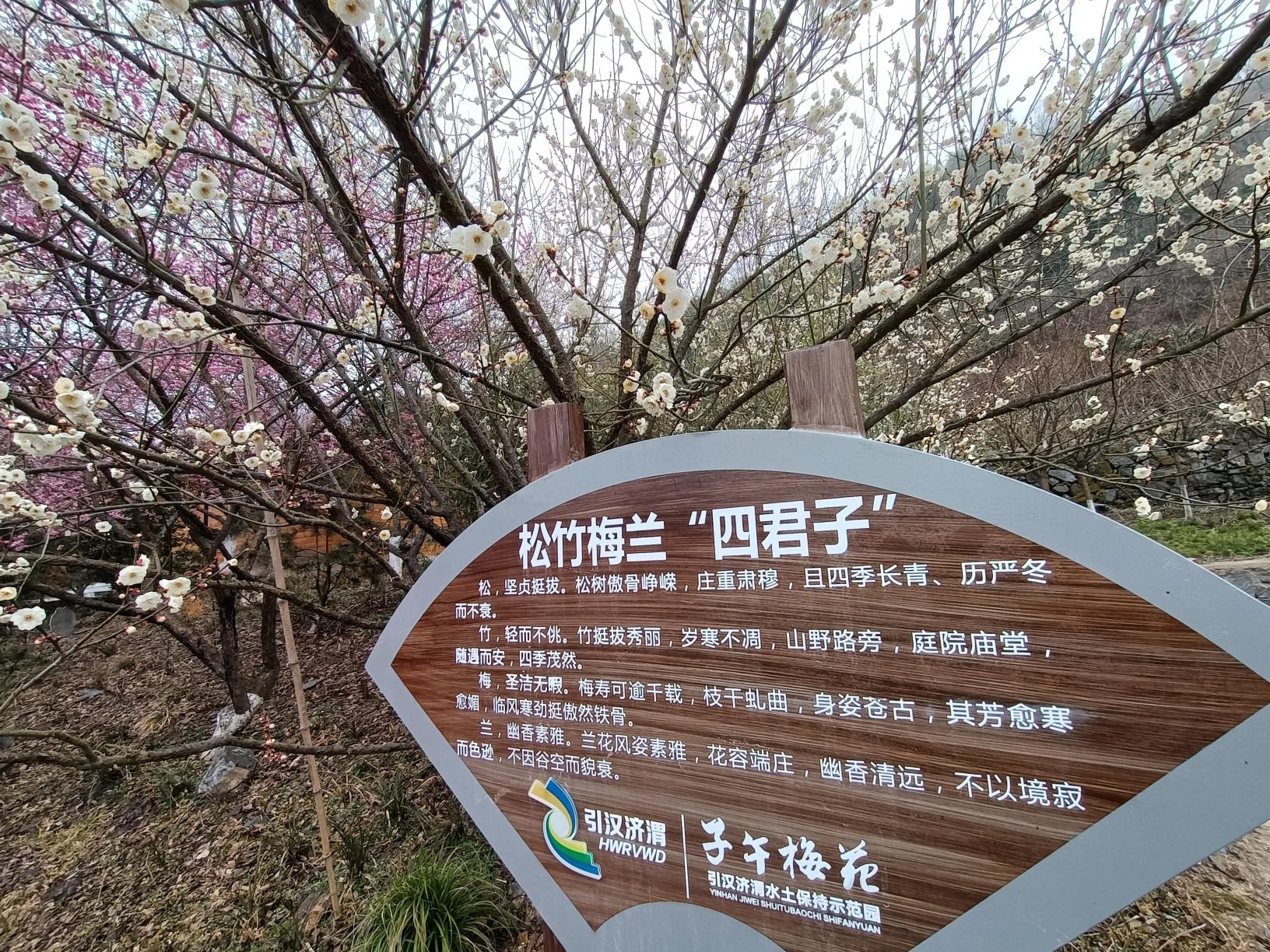 蜡梅谷旅行图片 2