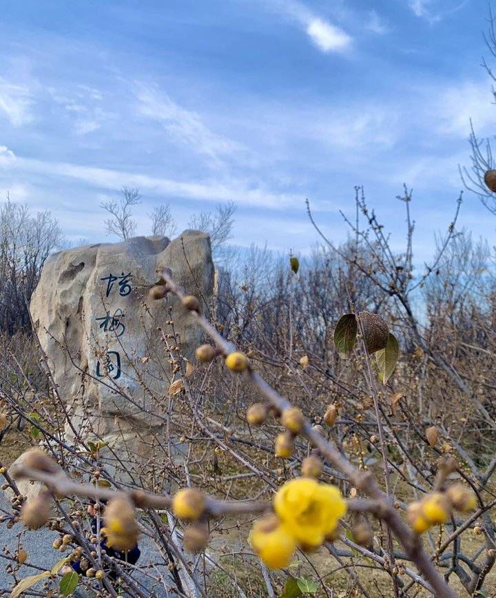 蜡梅谷旅行图片 1