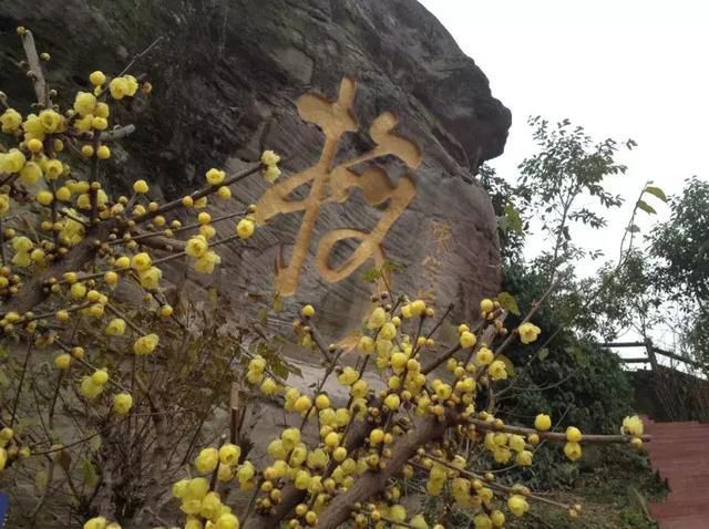 蜡梅谷旅行图片 3