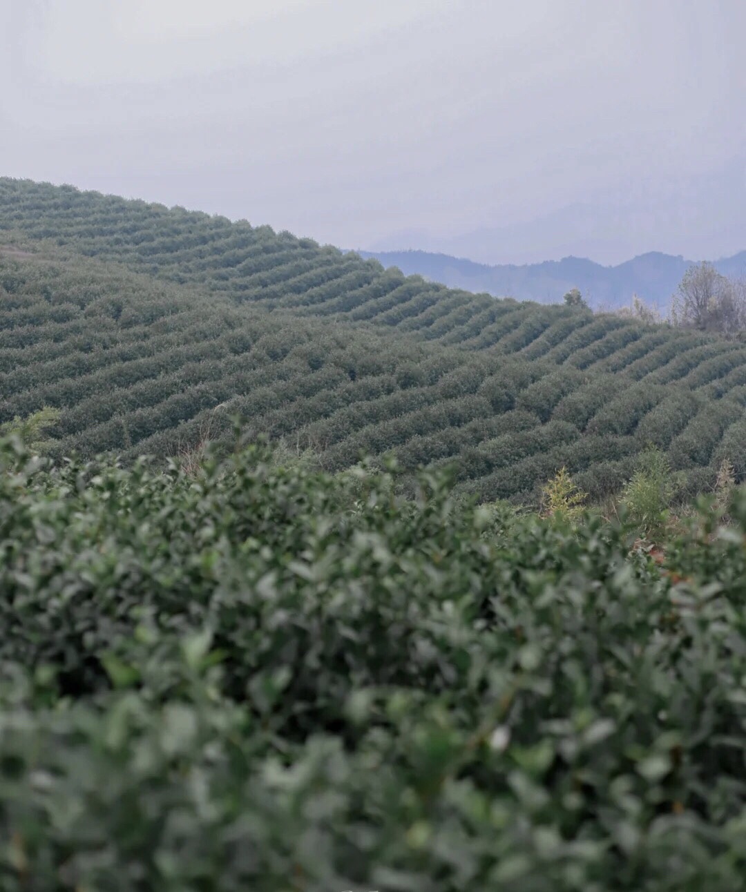 岗墩古道风景区旅行图片 2