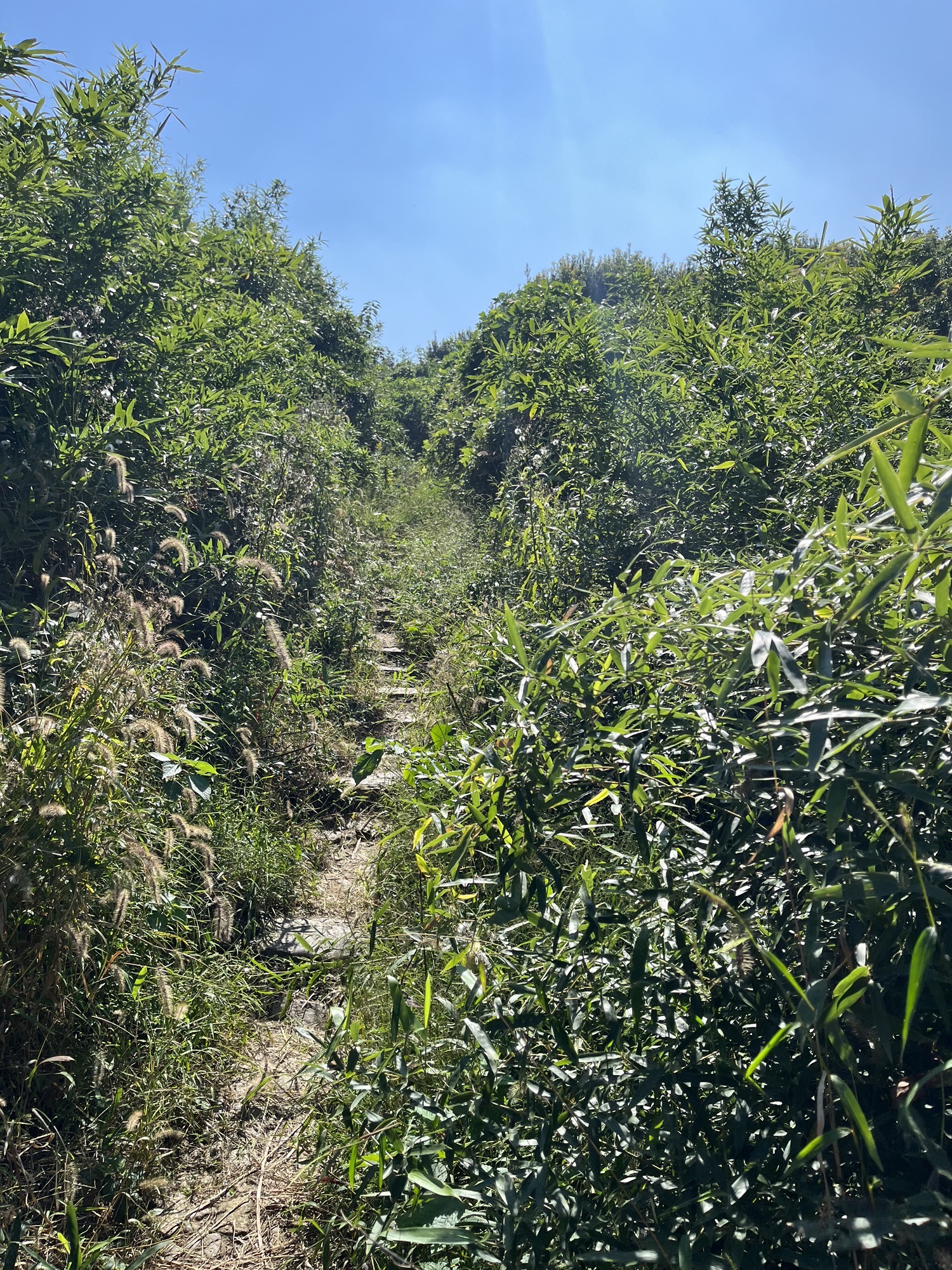 岗墩古道风景区旅行图片 1