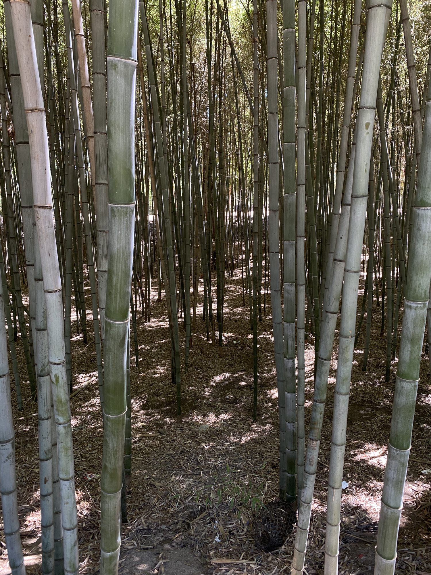 小竹林风景区旅行图片 3