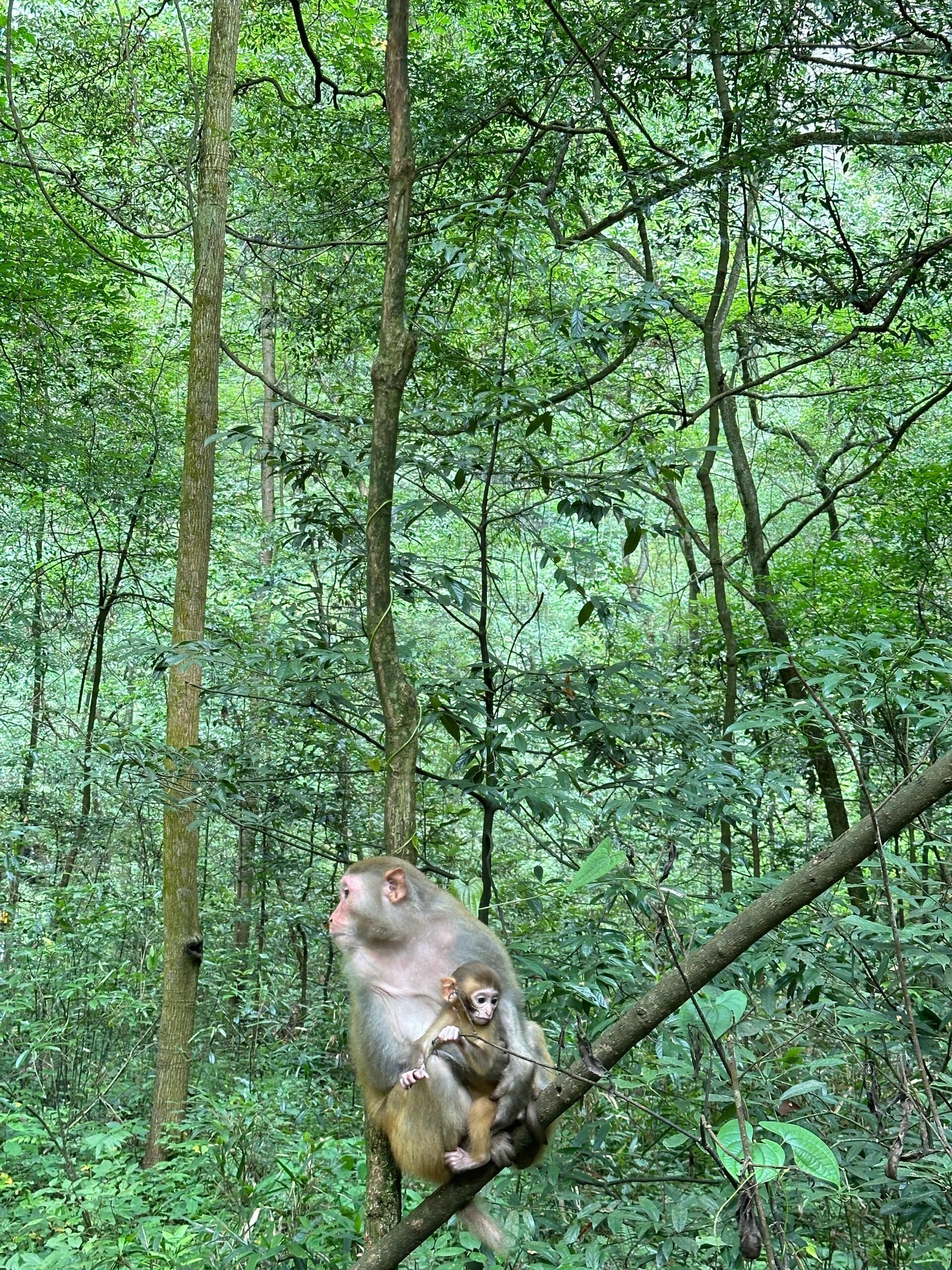 天子山风景区旅行图片 2