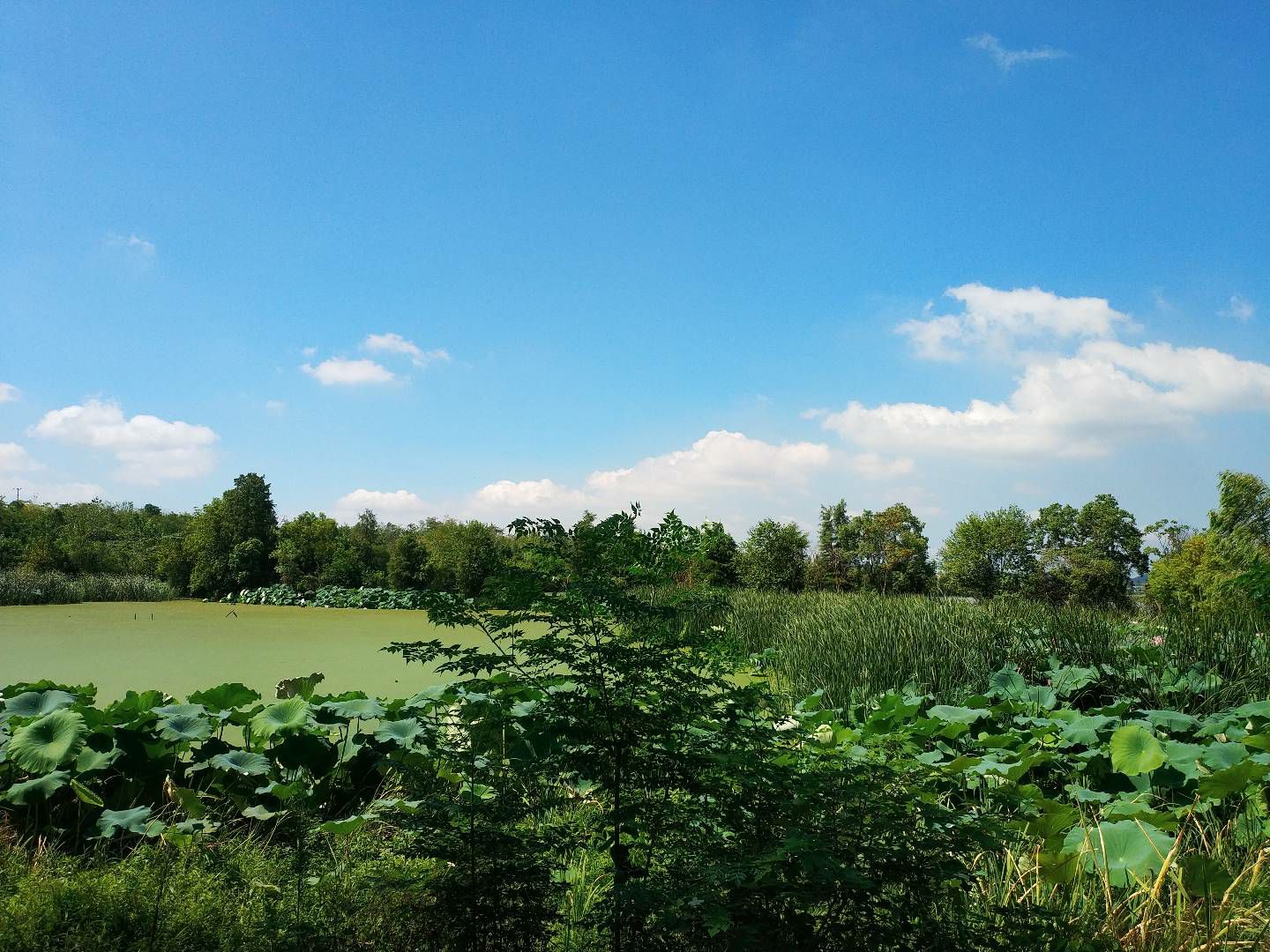 花山生态湿地公园旅行图片 3