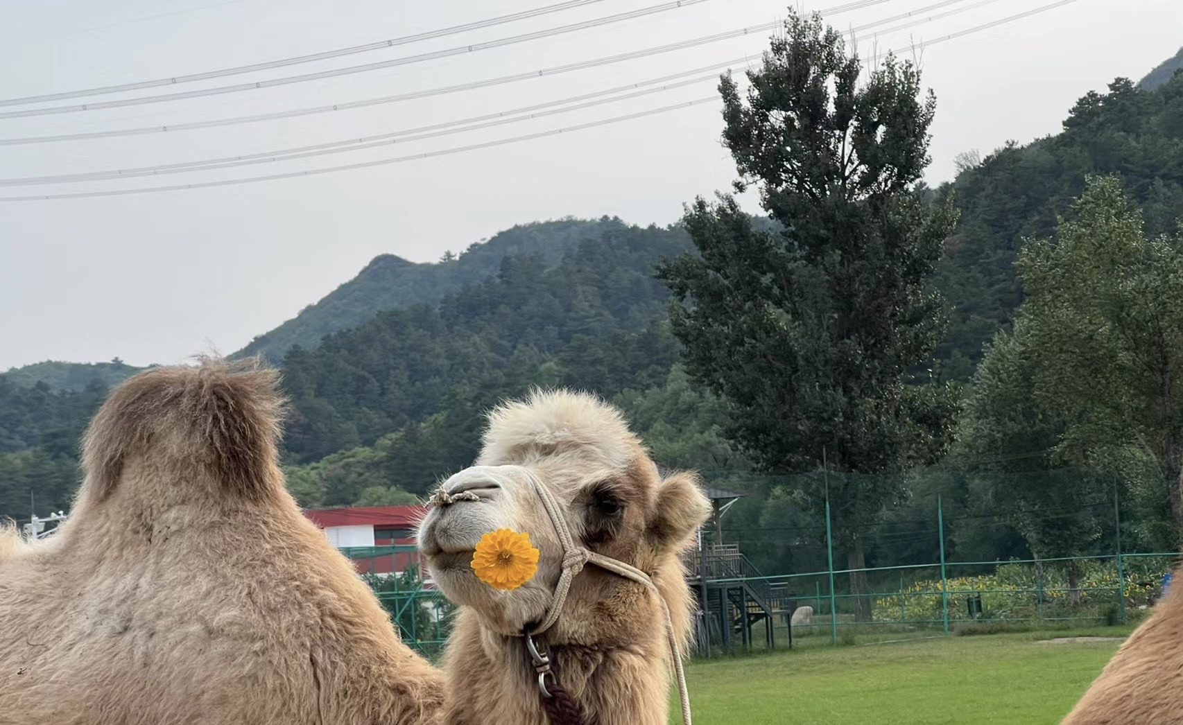 热河中药花海小镇旅行图片 2