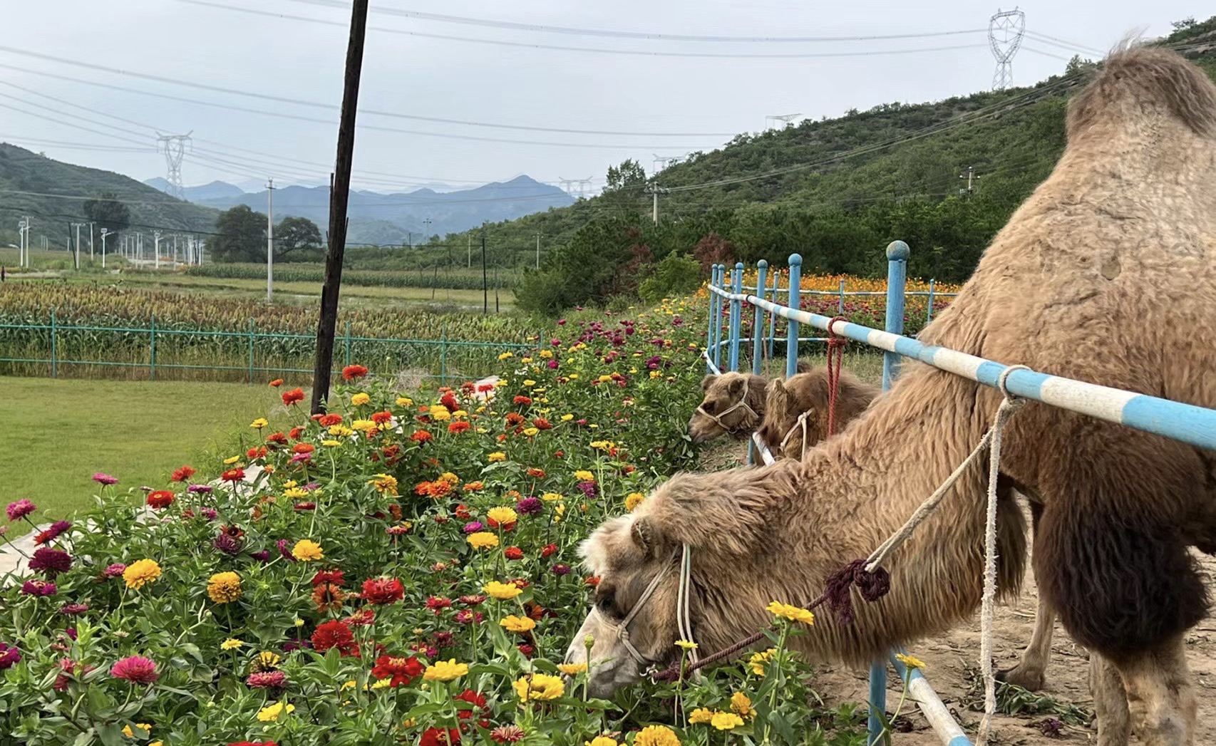 热河中药花海小镇旅行图片 1