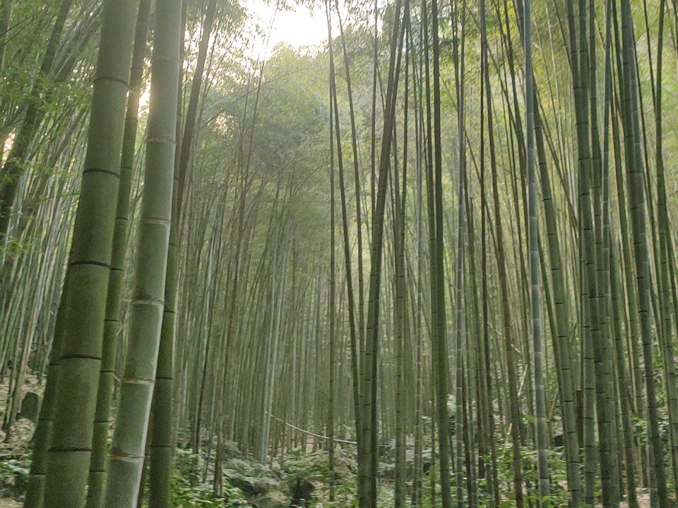 荣县花龙沟旅行图片 2