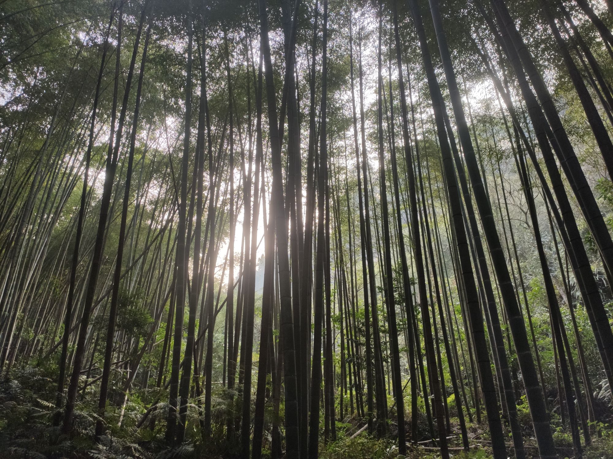 荣县花龙沟旅行图片 1