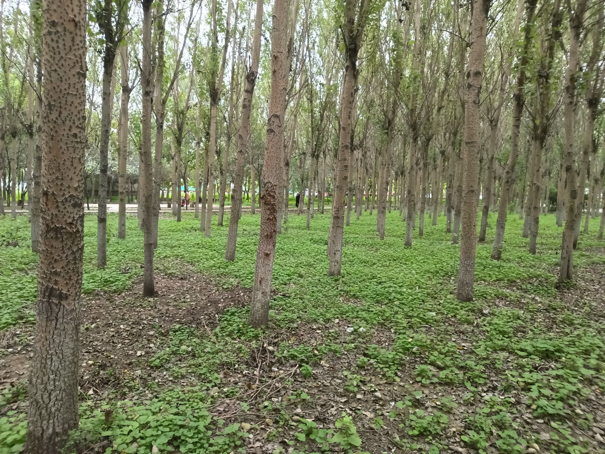沙岭公园旅行图片 2