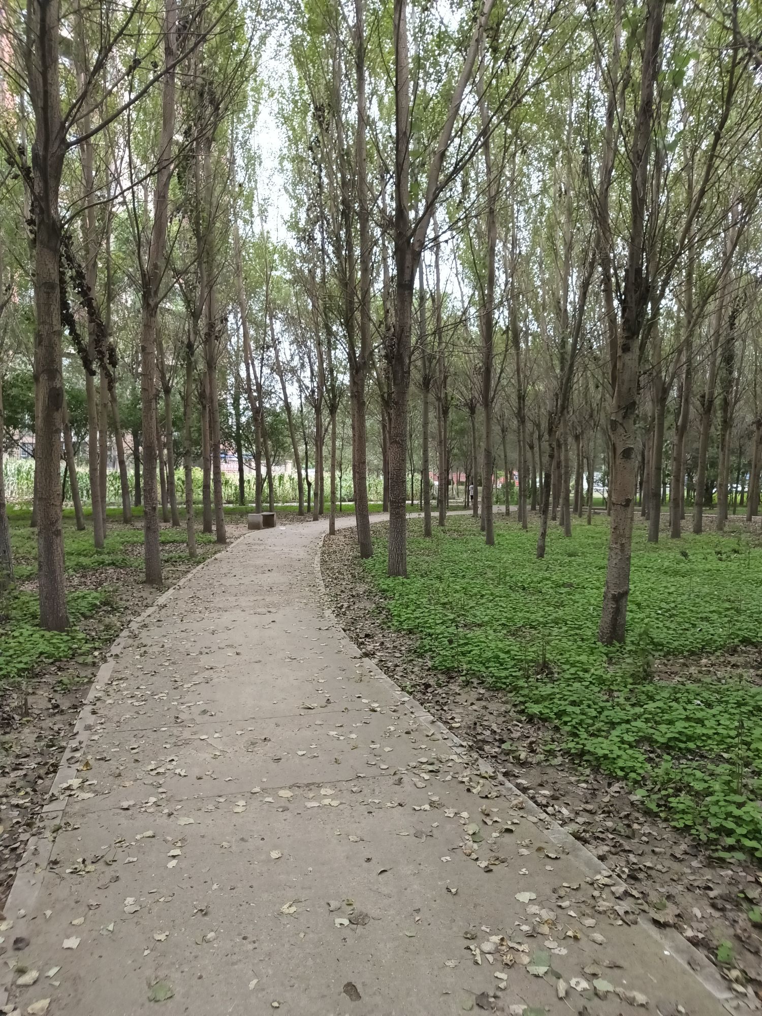 沙岭公园旅行图片 3