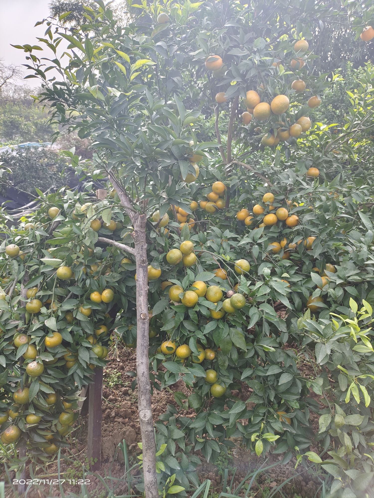 核桃沟旅行图片 2