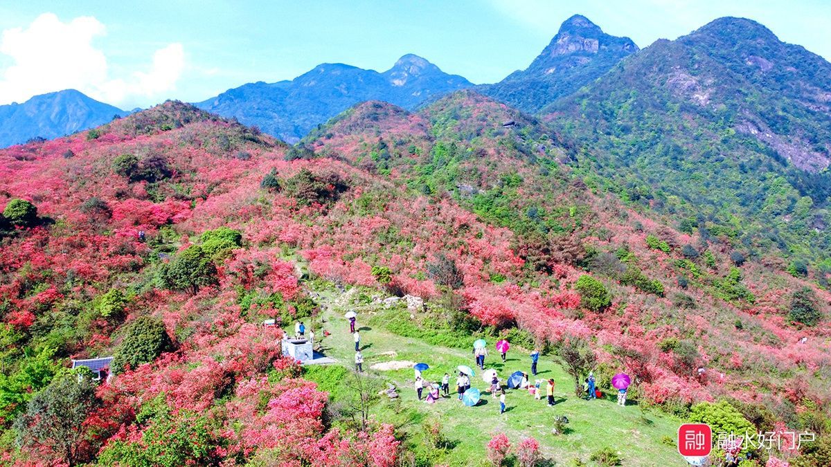 甲达岭杜鹃花海旅行图片 2