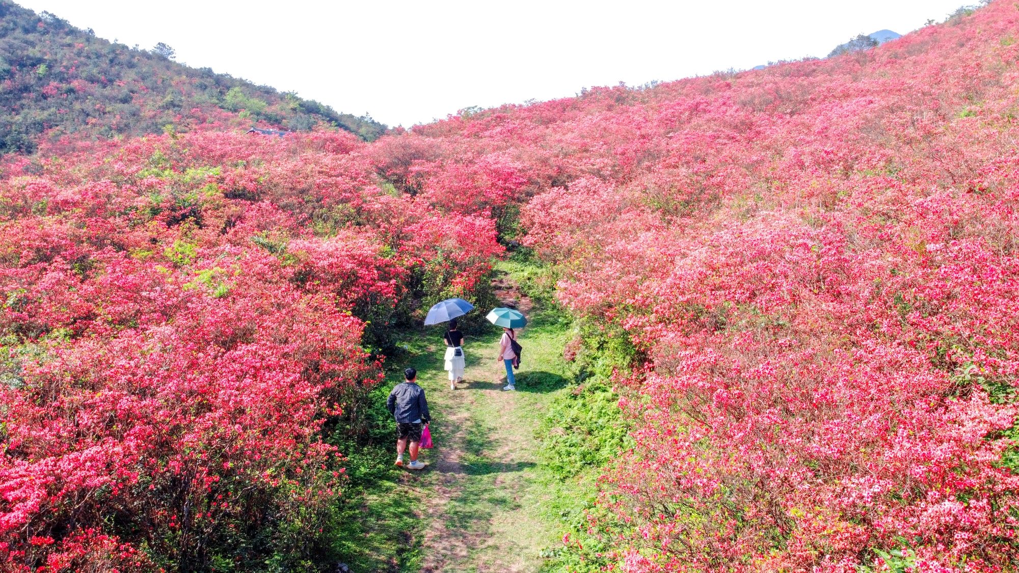 甲达岭杜鹃花海旅行图片 1