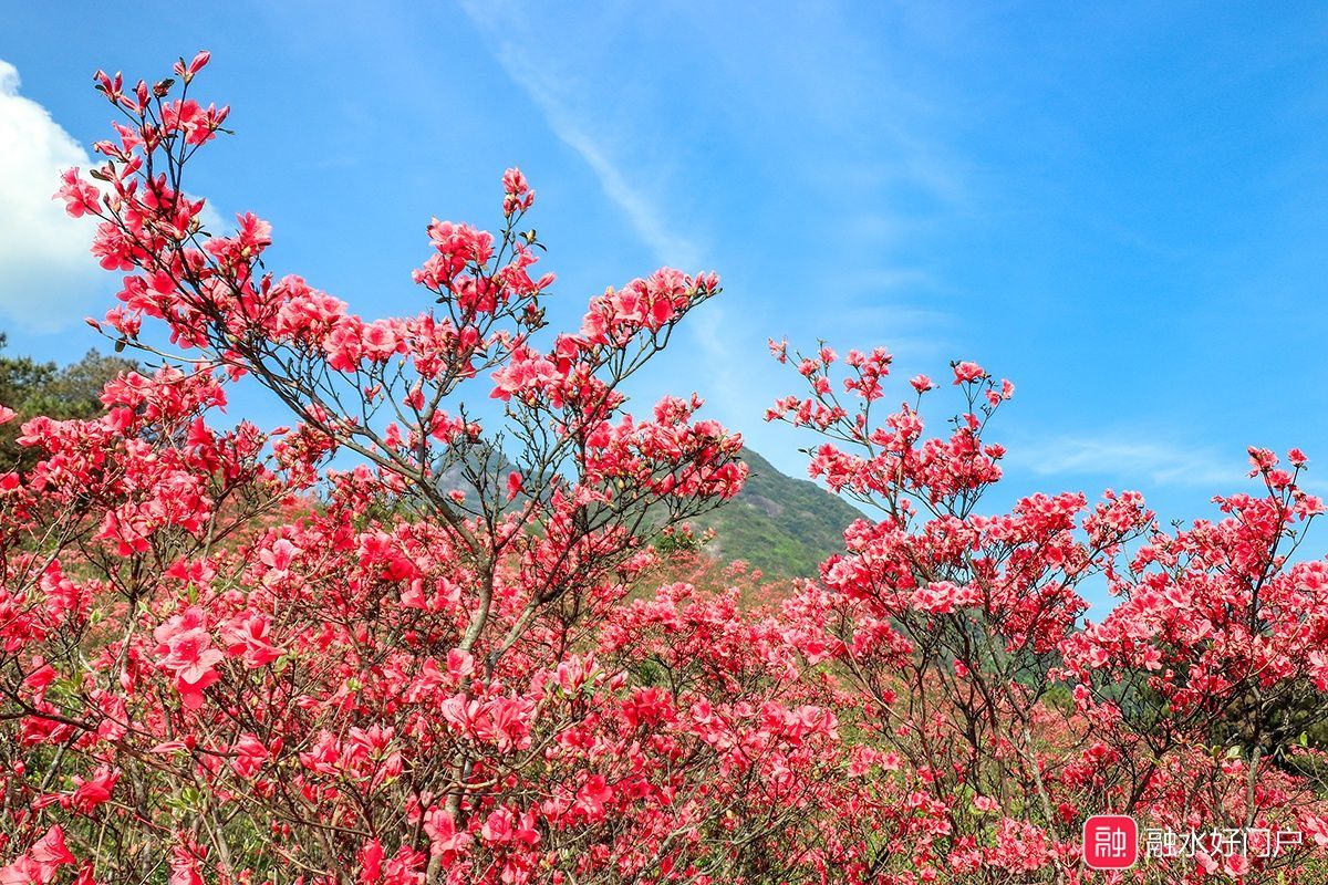 甲达岭杜鹃花海旅行图片 3