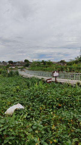白塔镇元联人工湿地公园旅行图片