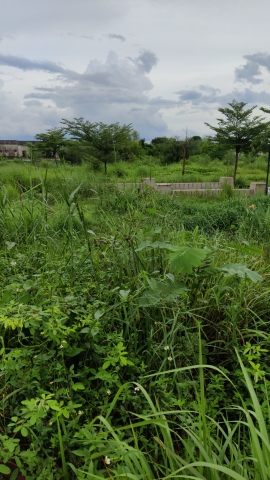 白塔镇元联人工湿地公园旅行图片 2