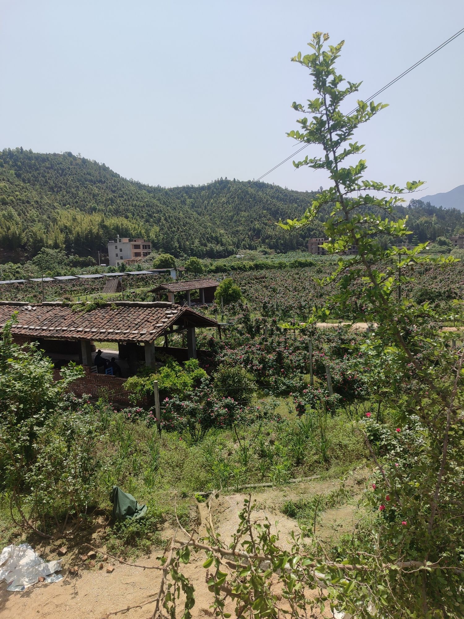 峡山花千谷景区旅行图片 1