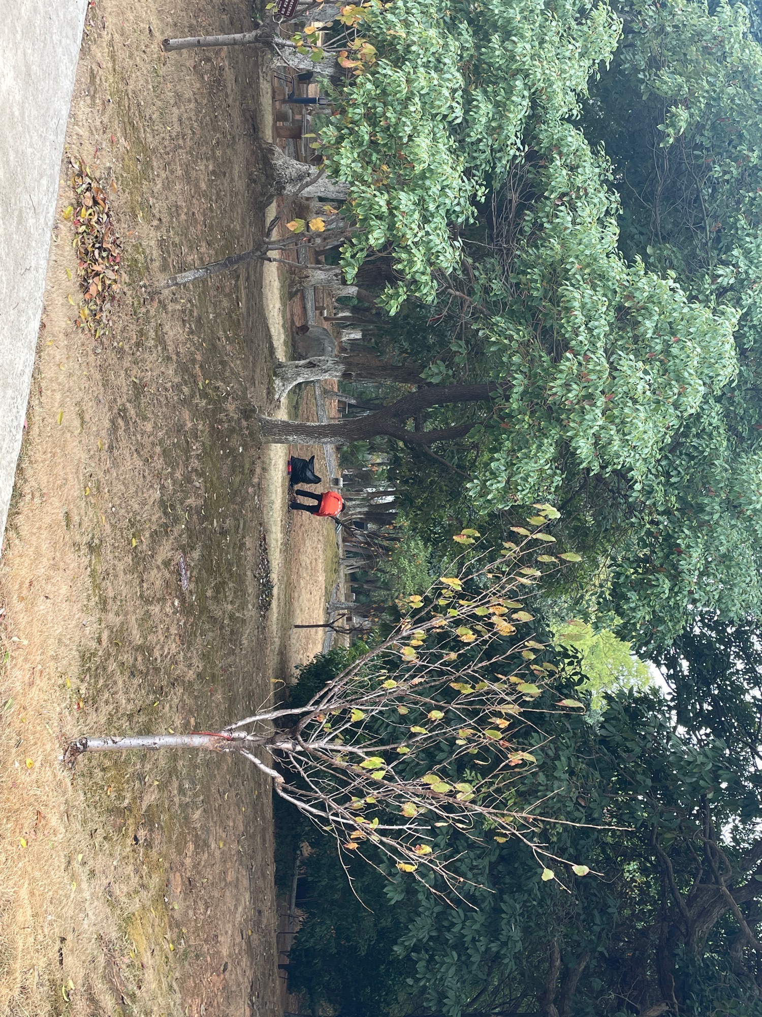 留园旅行图片 3