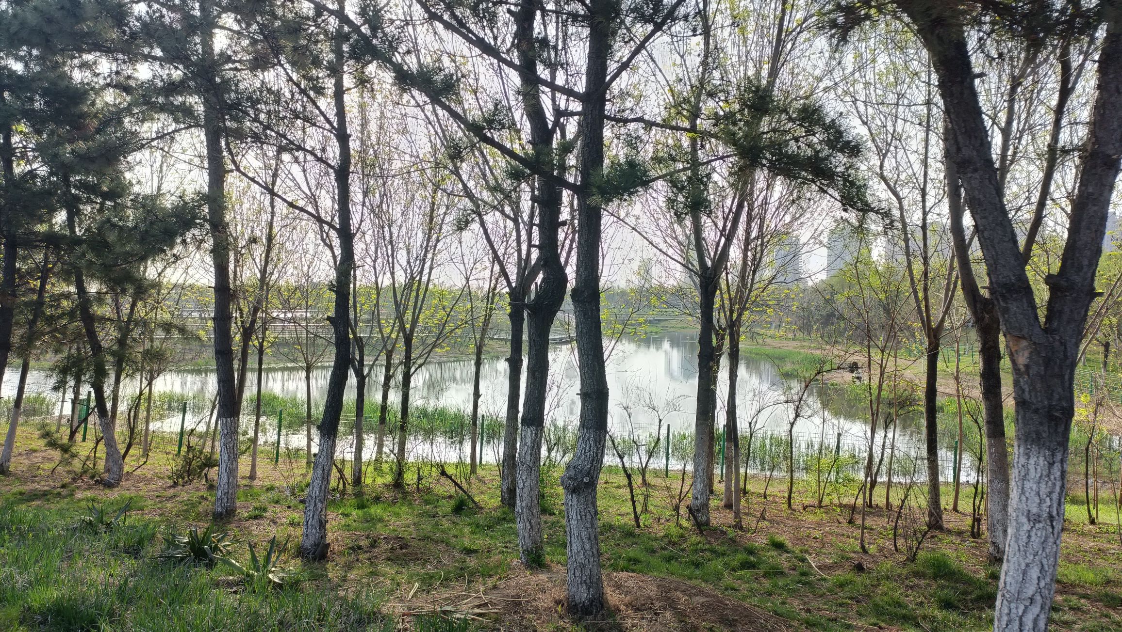 金沙滩湿地公园旅行图片 1