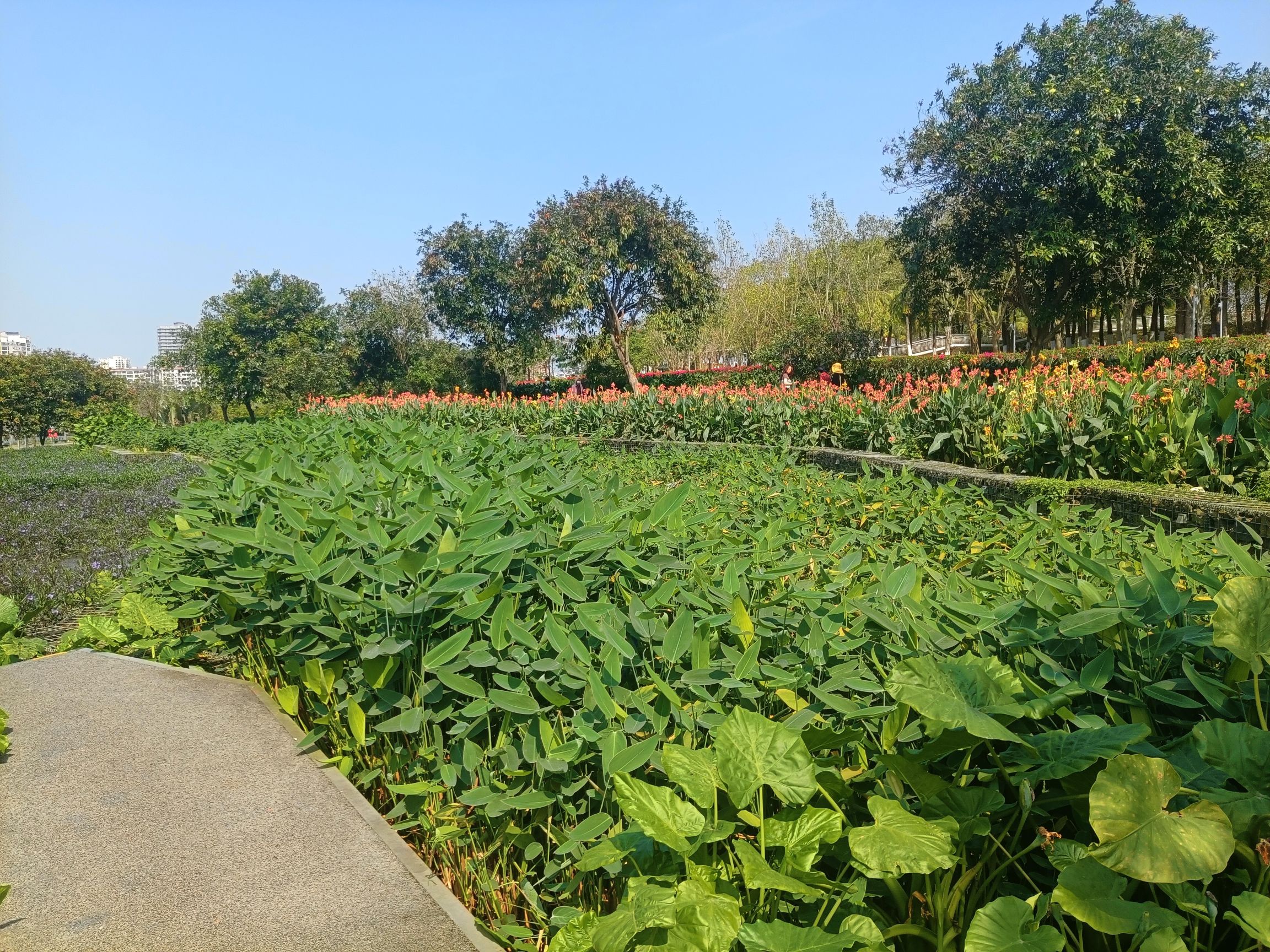 美舍河凤翔湿地公园旅行图片 3
