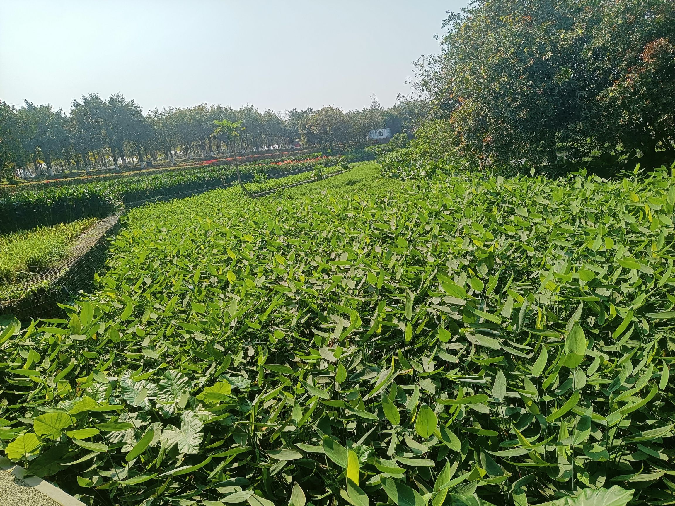 美舍河凤翔湿地公园旅行图片 2