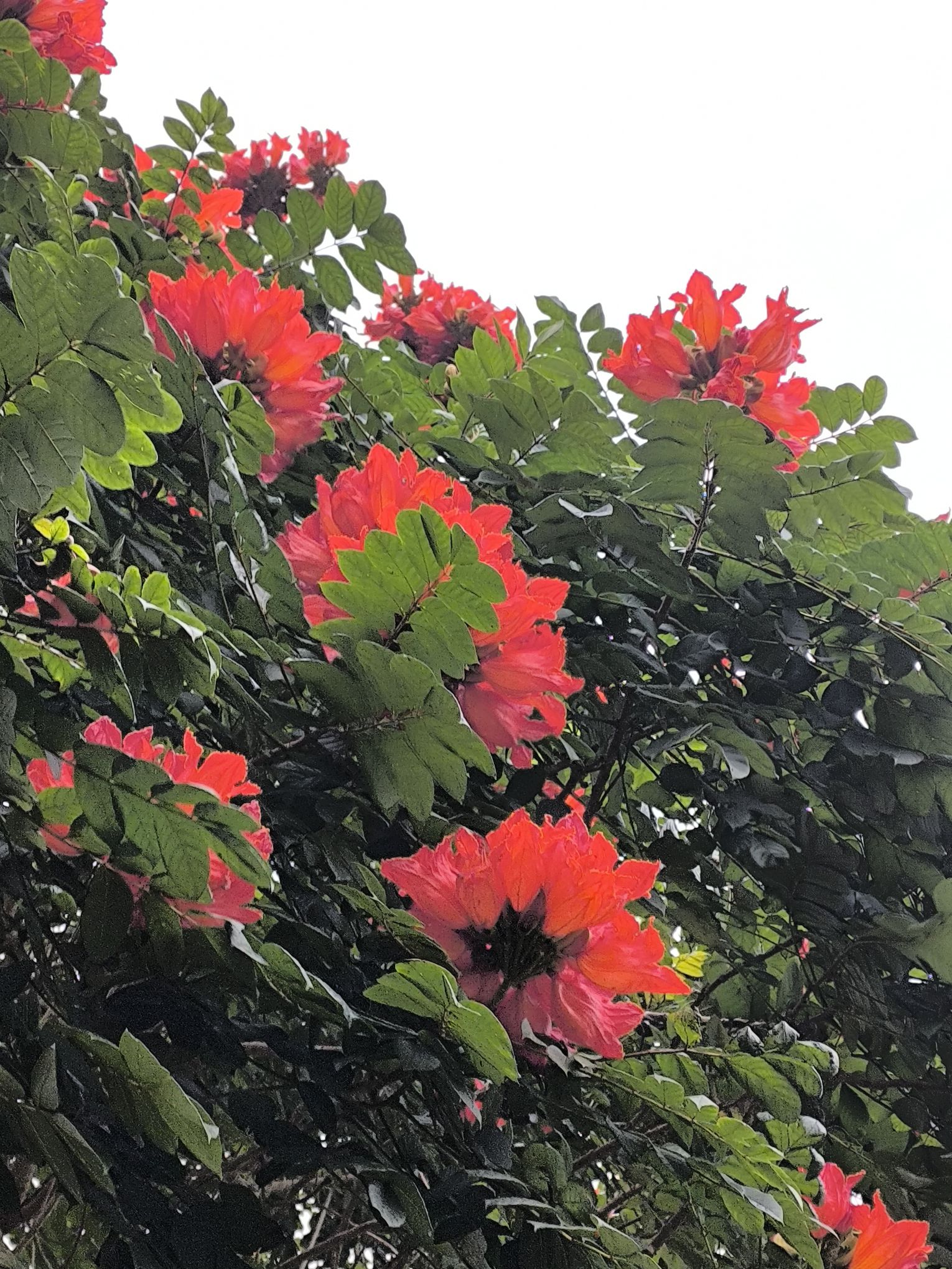 美舍河凤翔湿地公园旅行图片 1