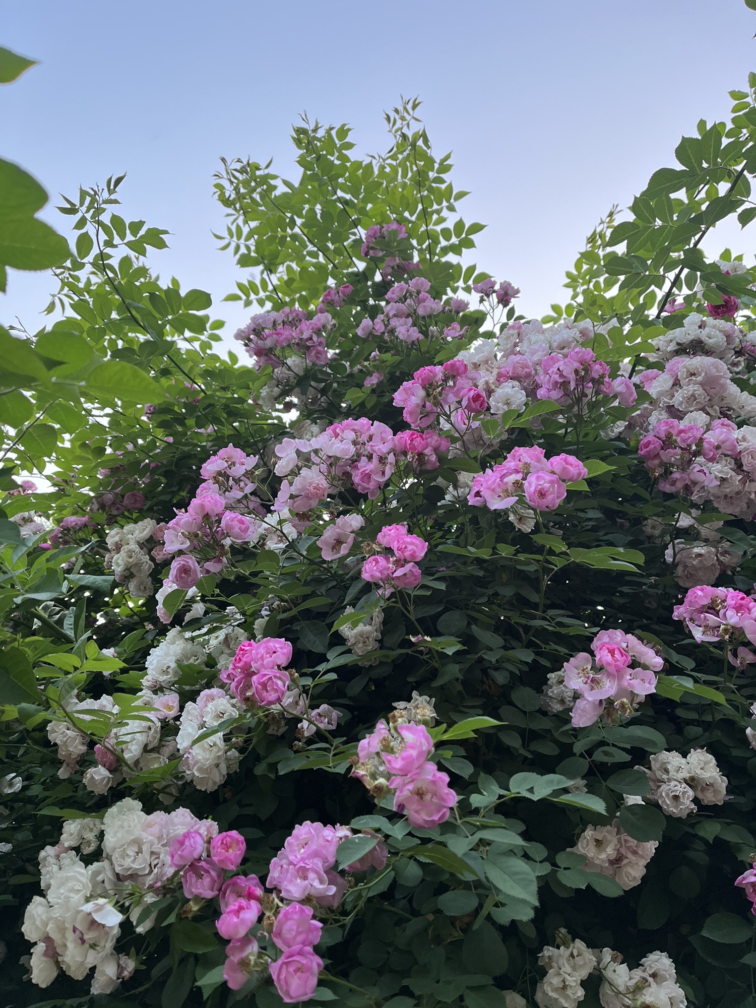 宿蒙运河公园旅行图片 3