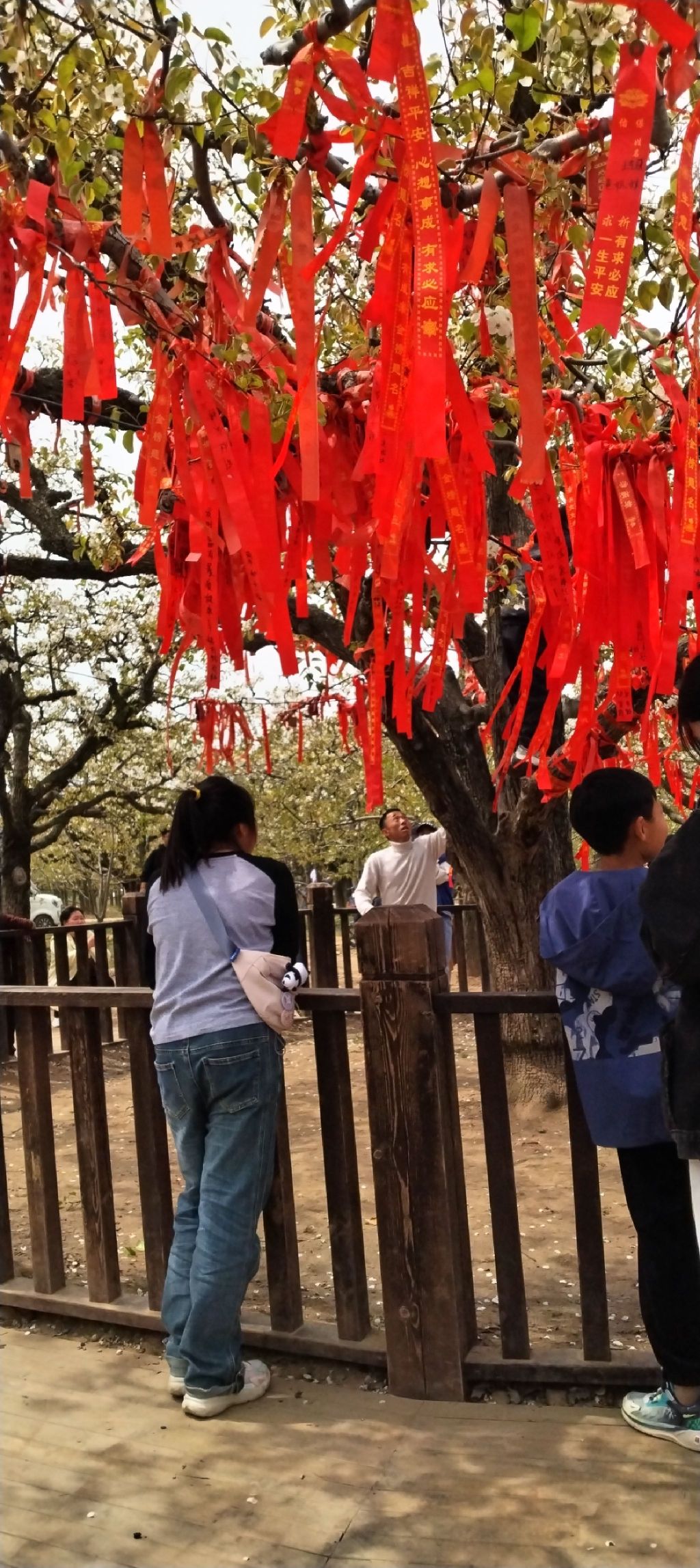 宁陵万亩梨园景区旅行图片 1