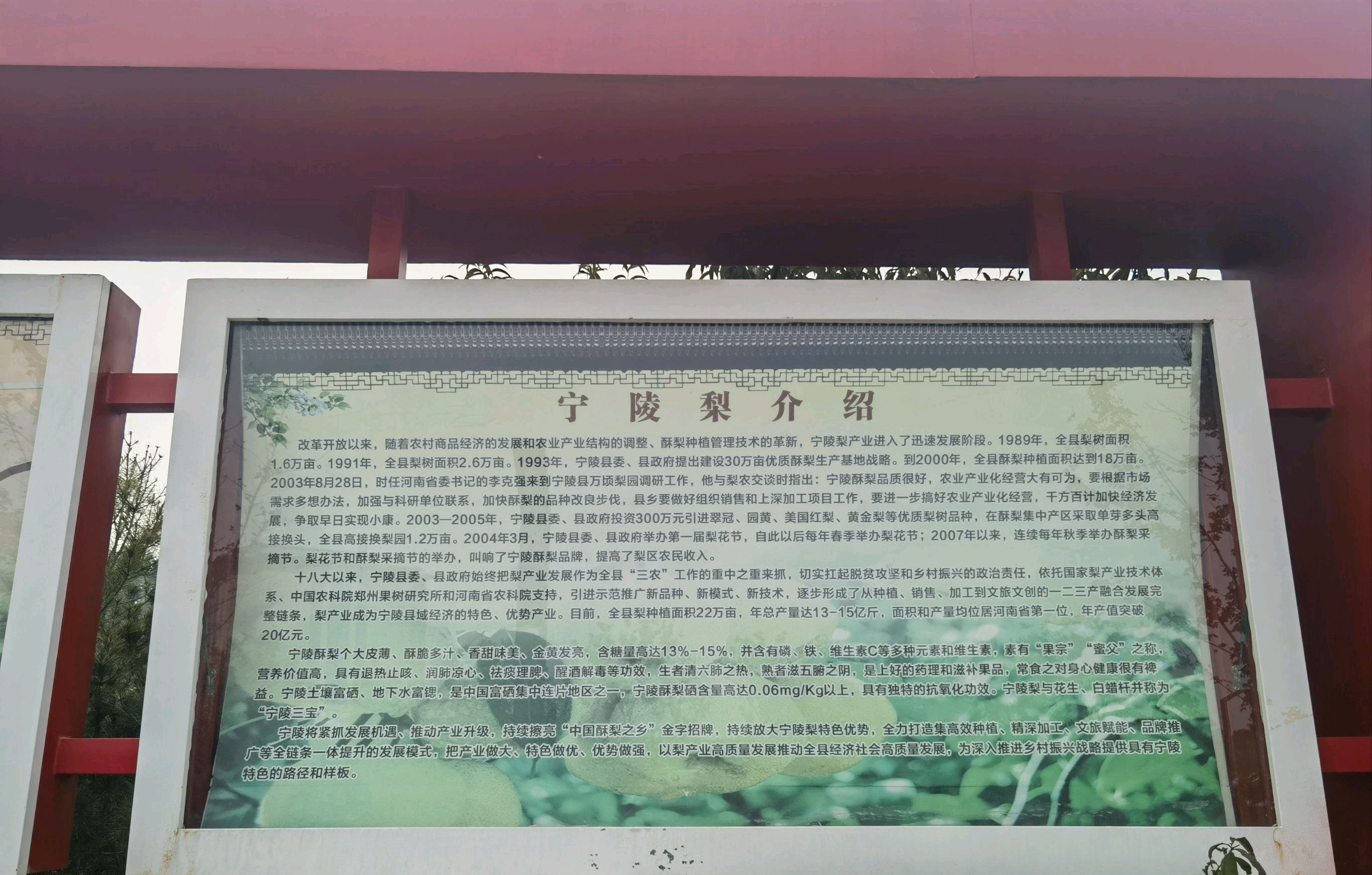 宁陵万亩梨园景区旅行图片 2