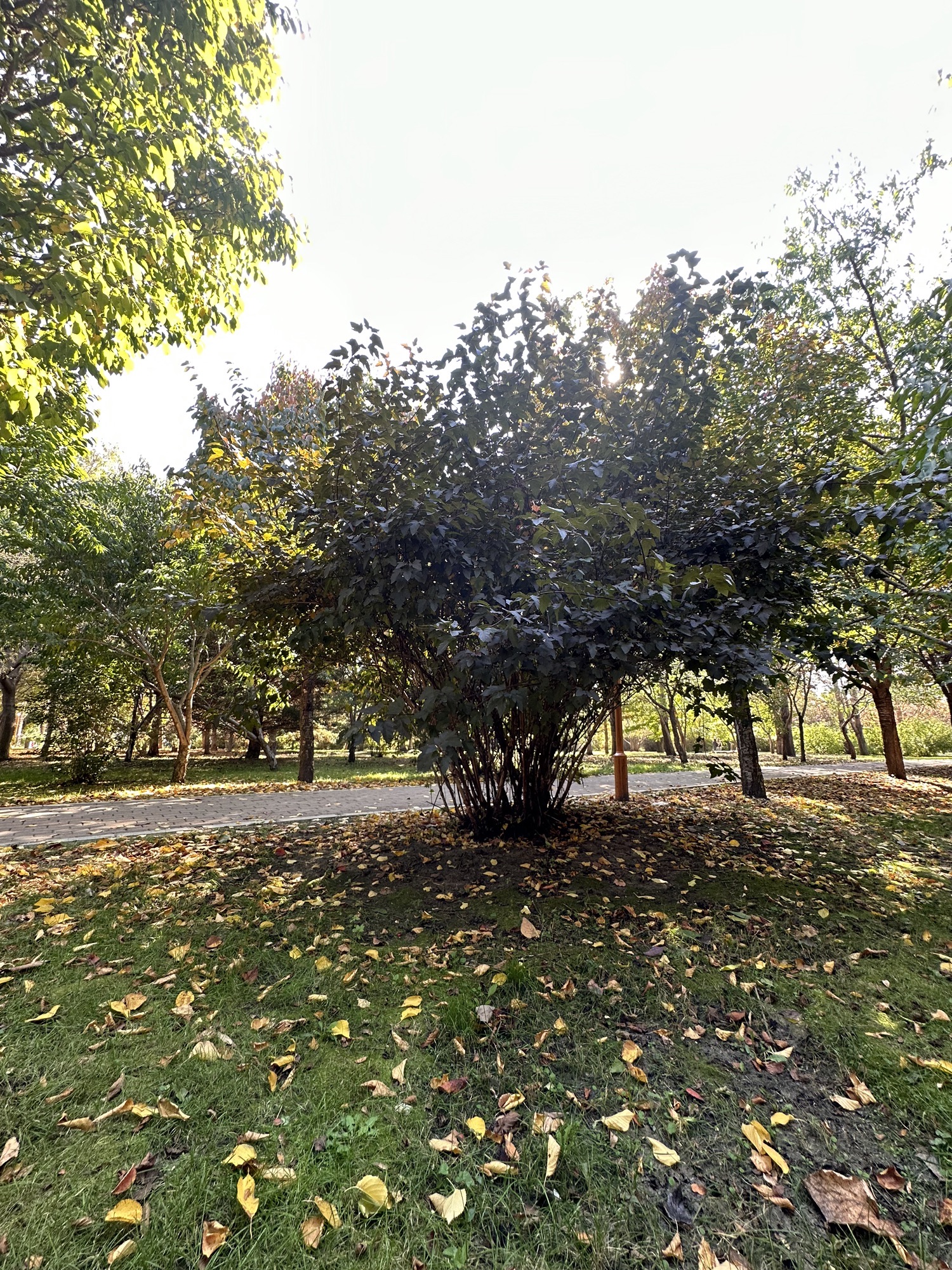 百木园旅行图片 1