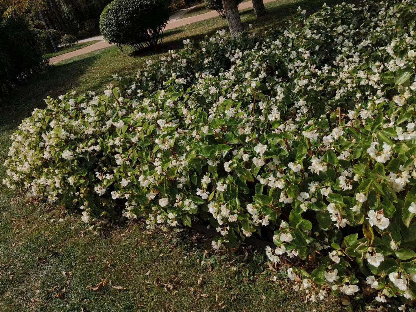百木园旅行图片 2