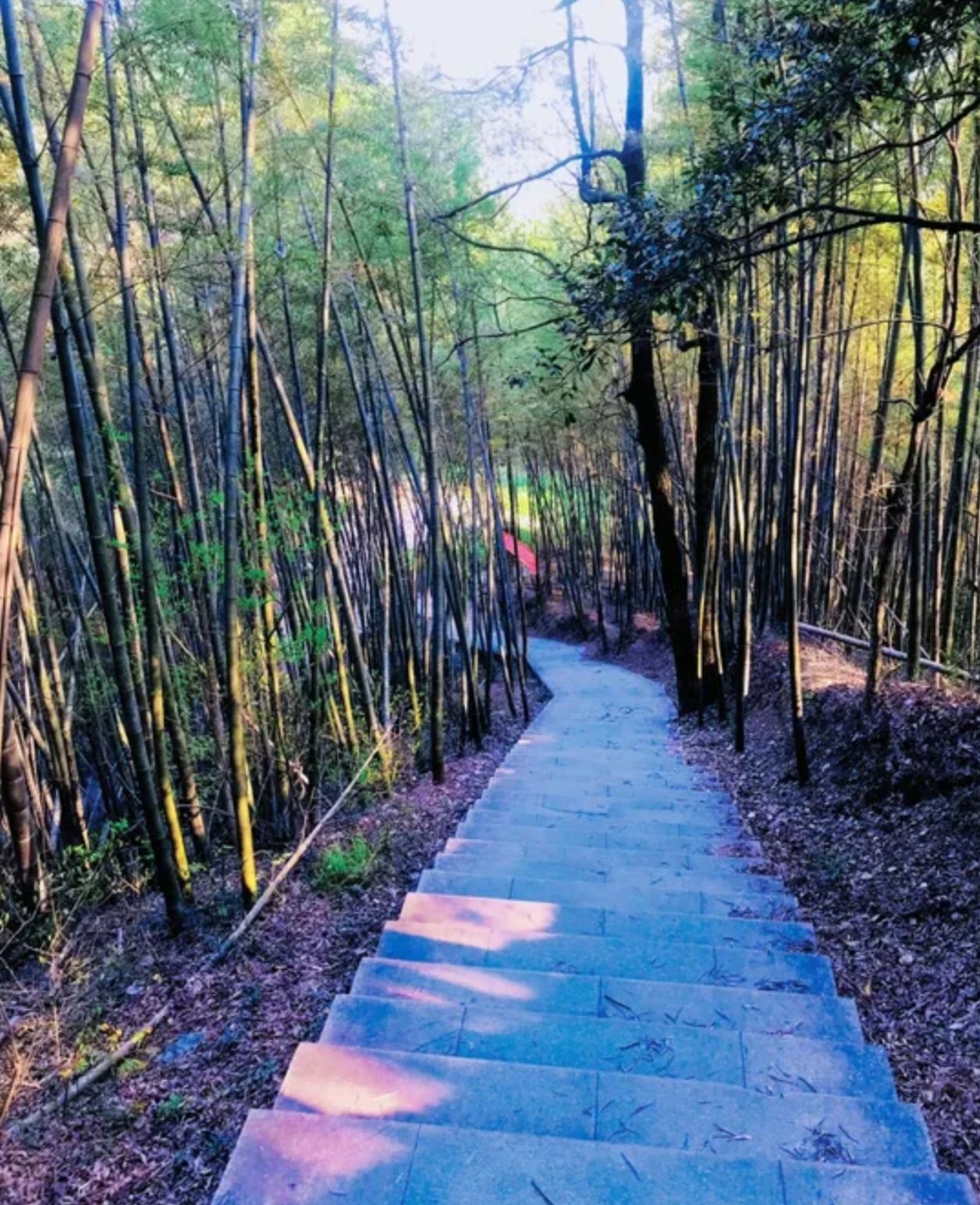 乌苏市森林公园