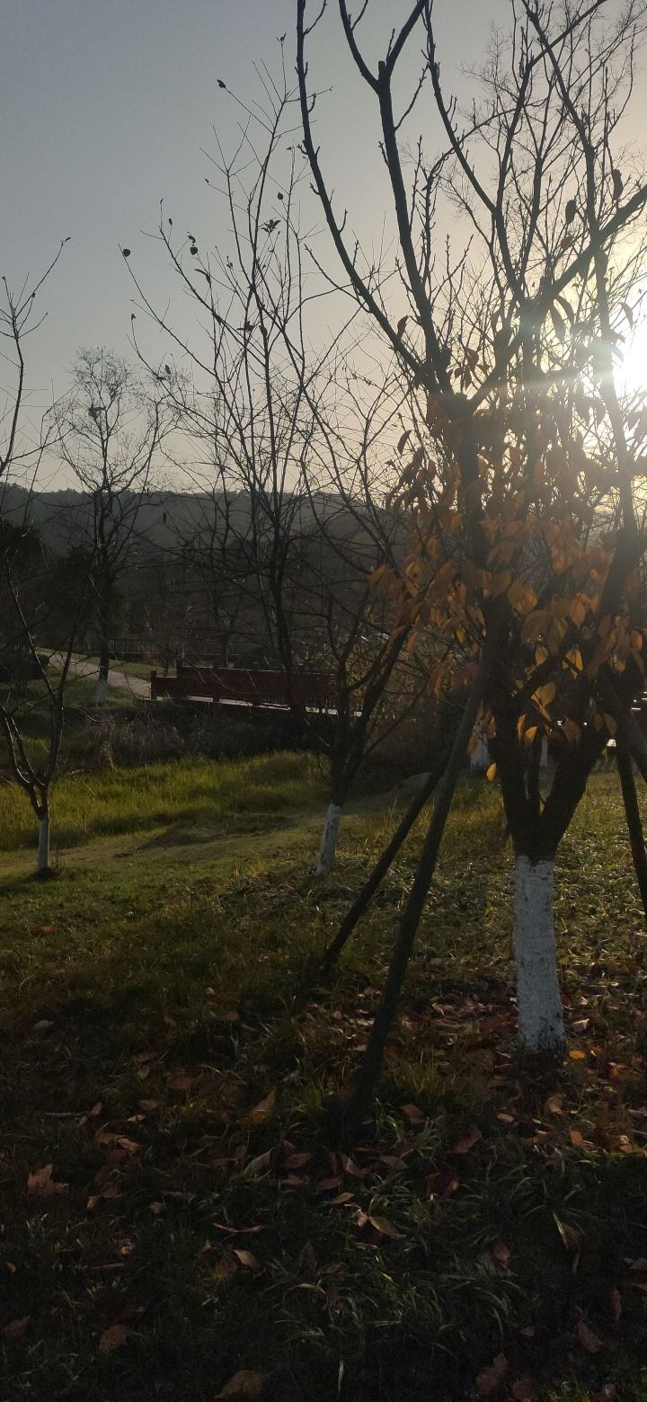 龙泉山郊野公园旅行图片 1