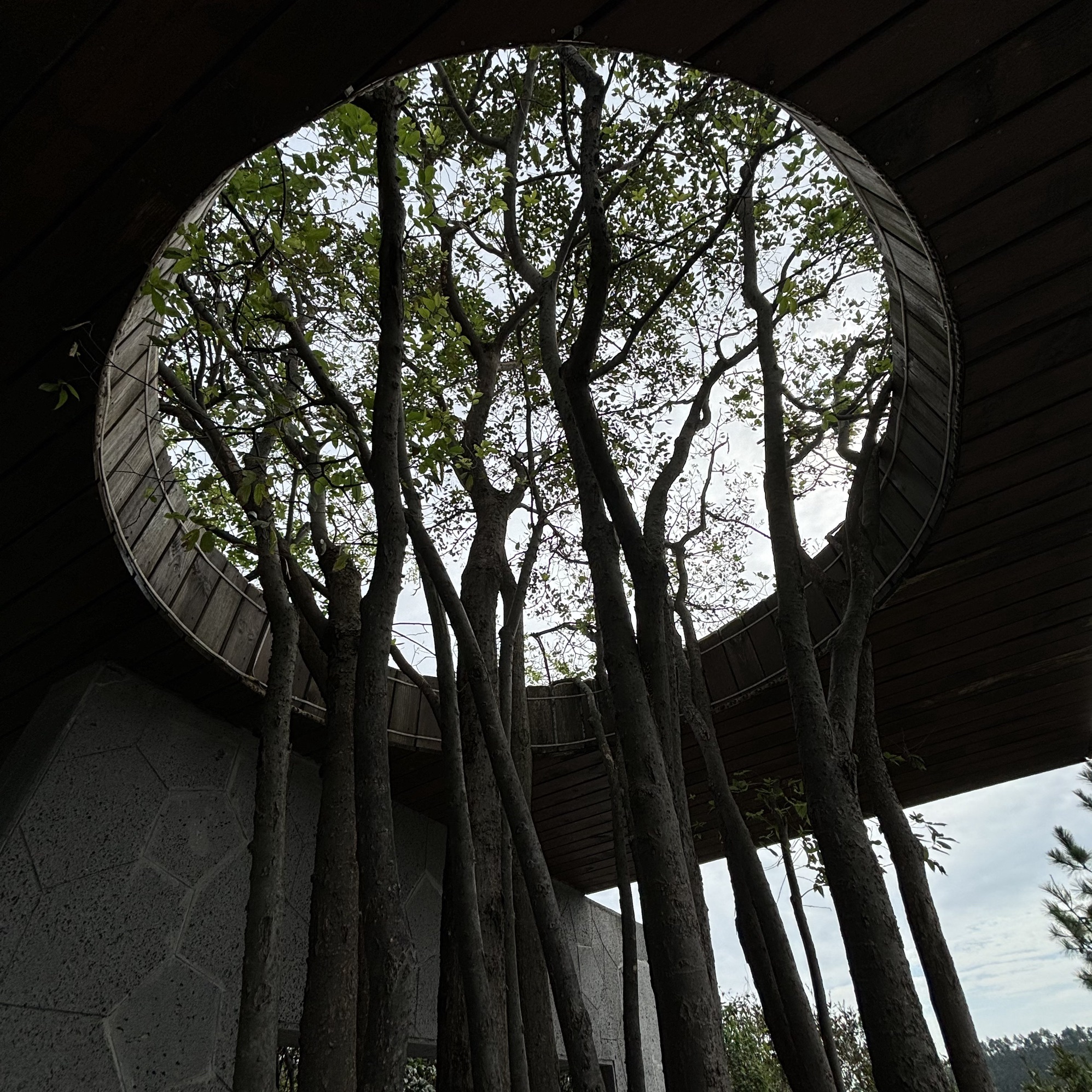 龙泉山郊野公园旅行图片 3