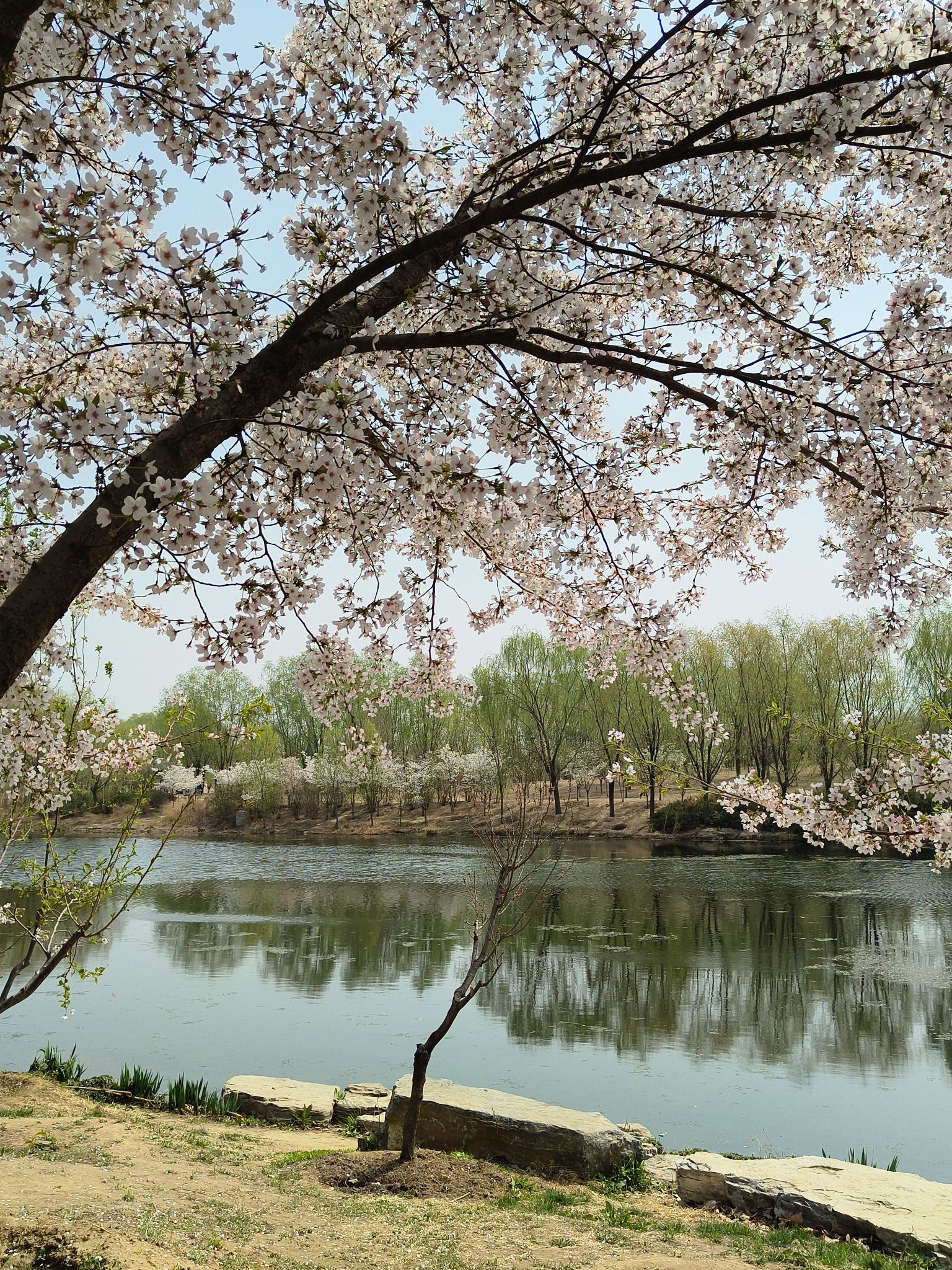 马家湾湿地公园旅行图片 1
