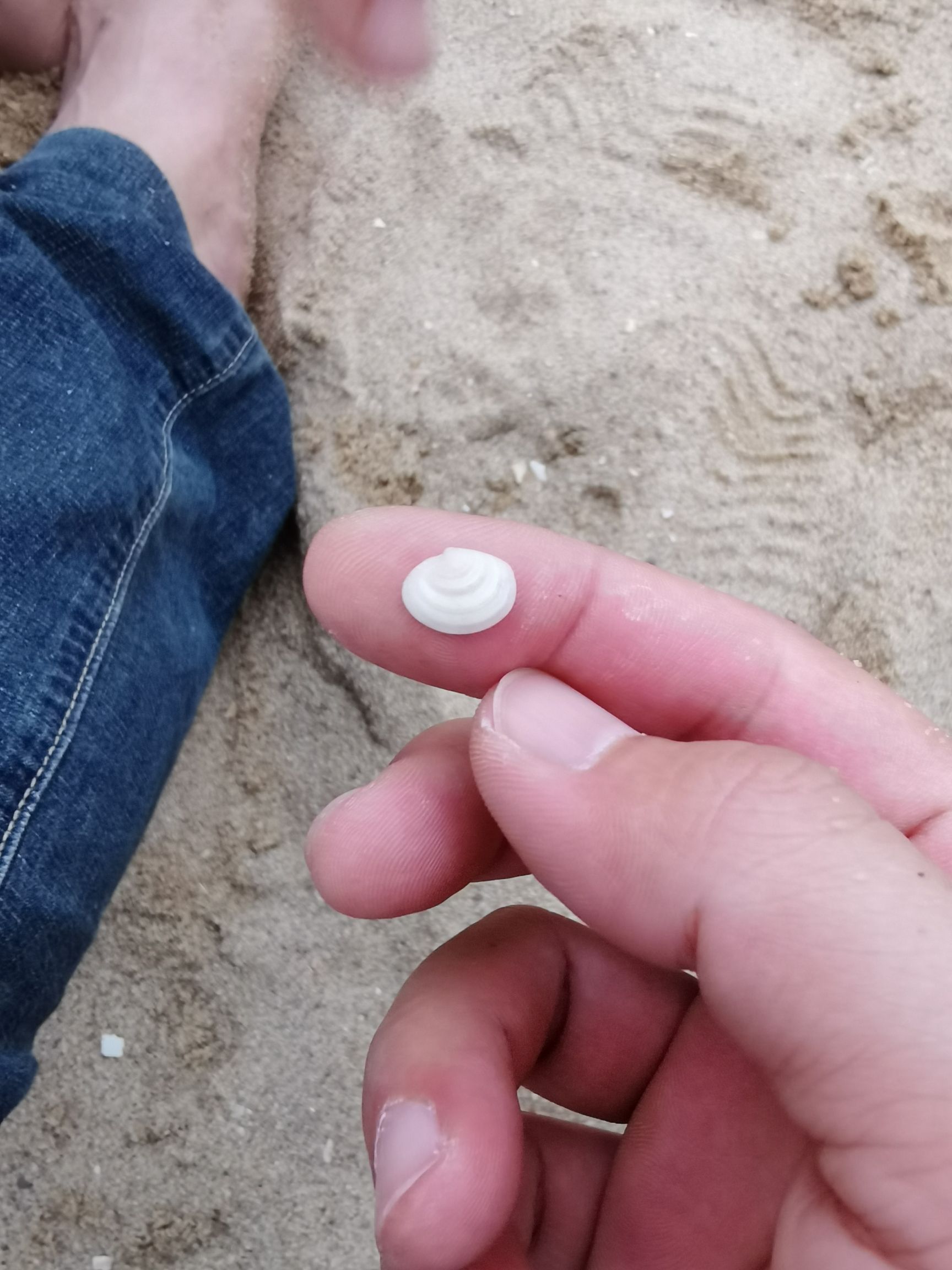 板辽金沙滩旅行图片 2