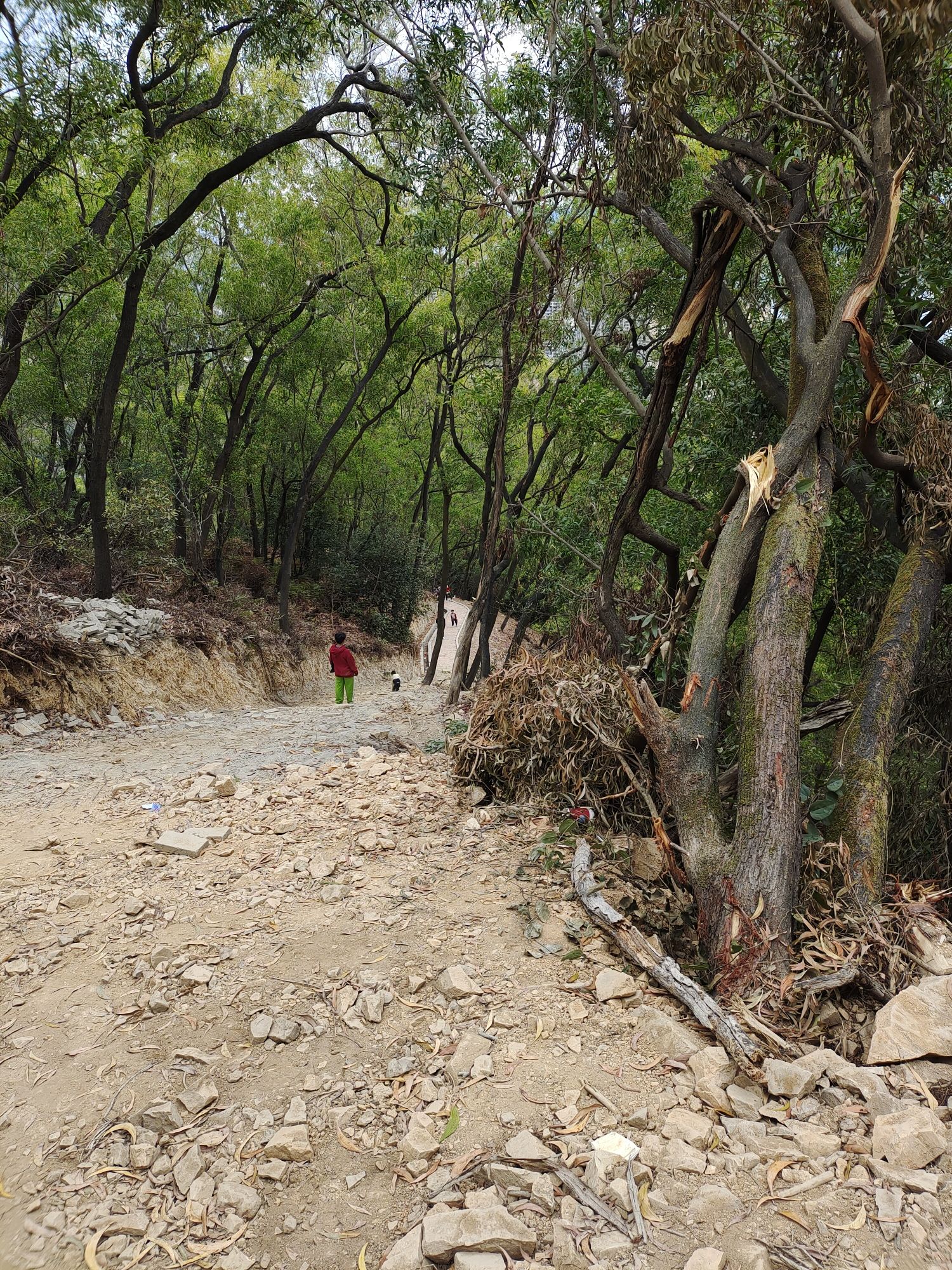 龟顶山森林公园旅行图片 2