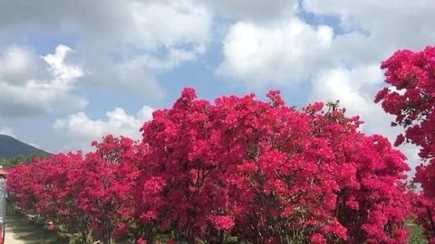 三角梅林