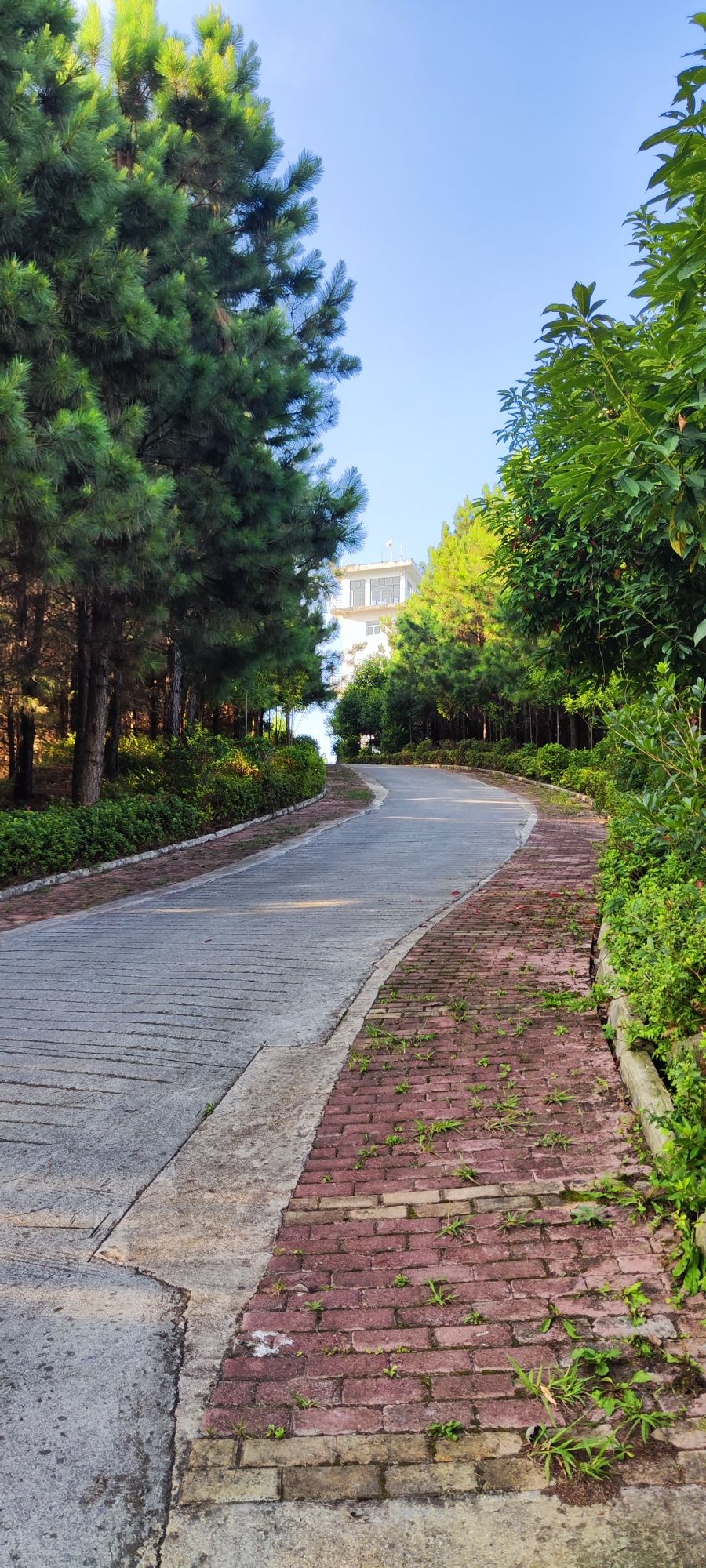 森林公园嘹望塔旅行图片 2