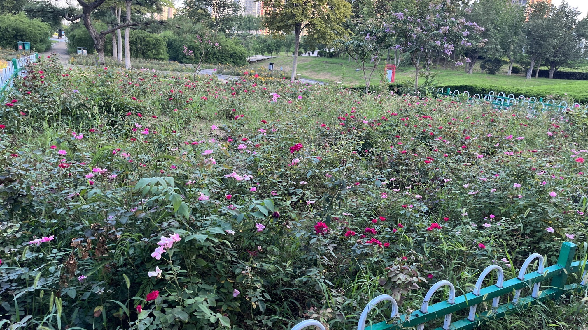 读书廊广场旅行图片 2