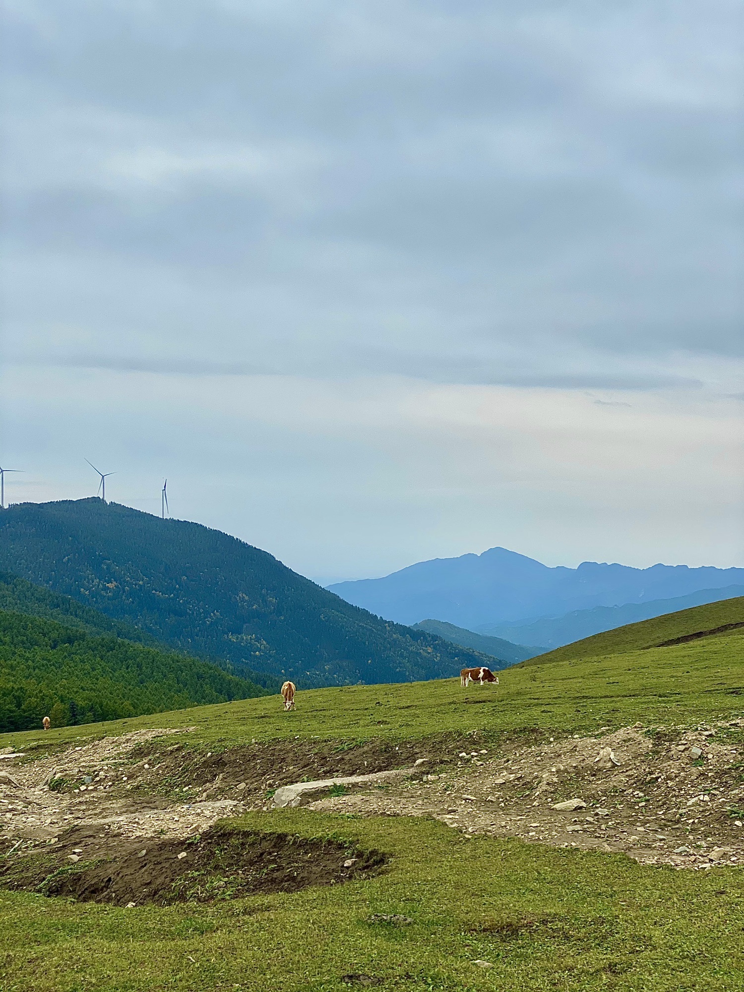云顶山风光旅行图片 3