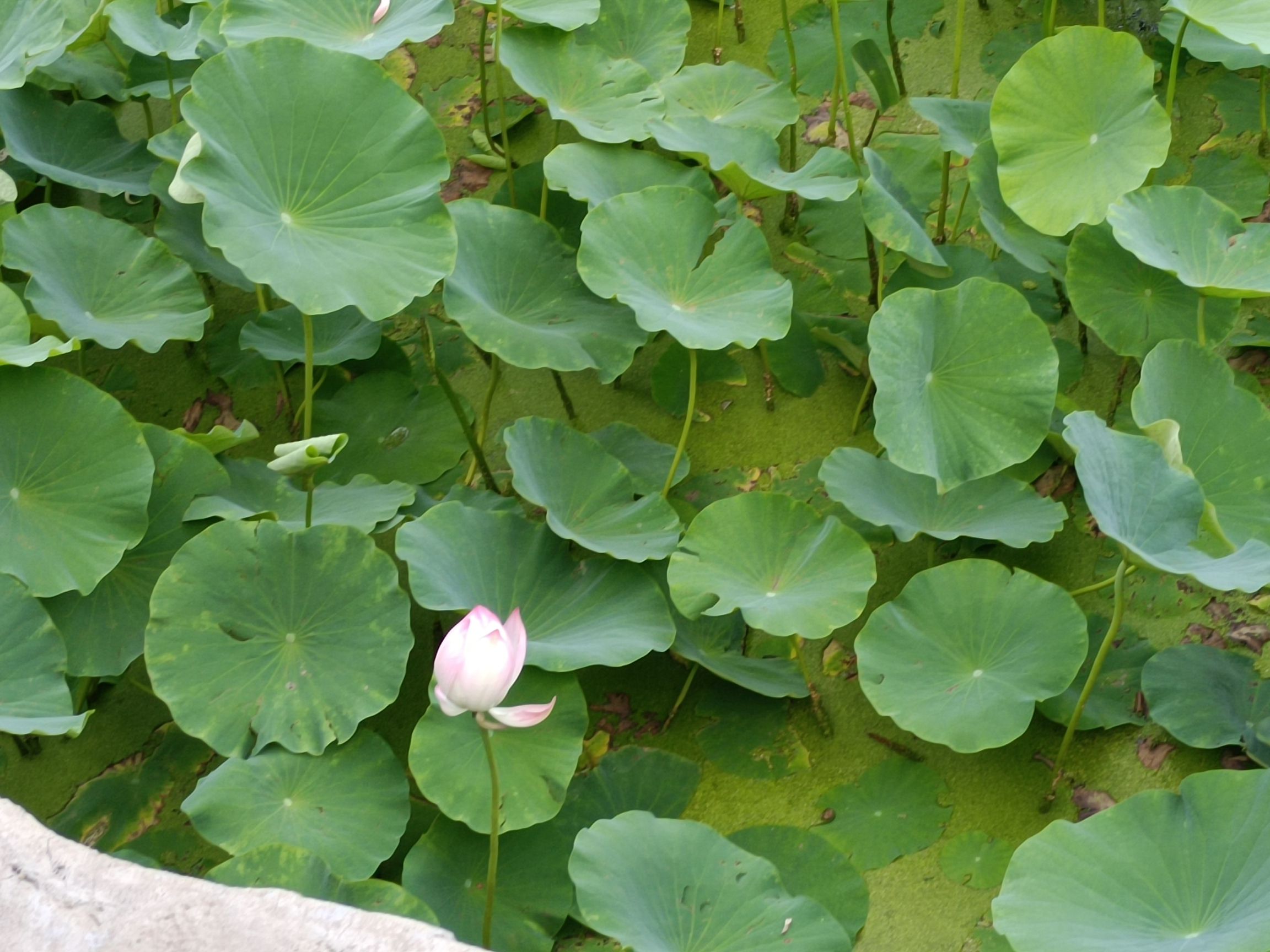 阿尔丁植物园旅行图片 1