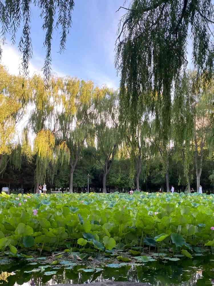 阿尔丁植物园旅行图片 2