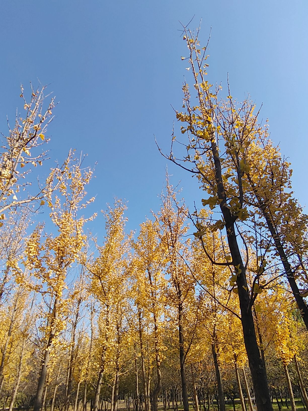 阿尔丁植物园旅行图片 3