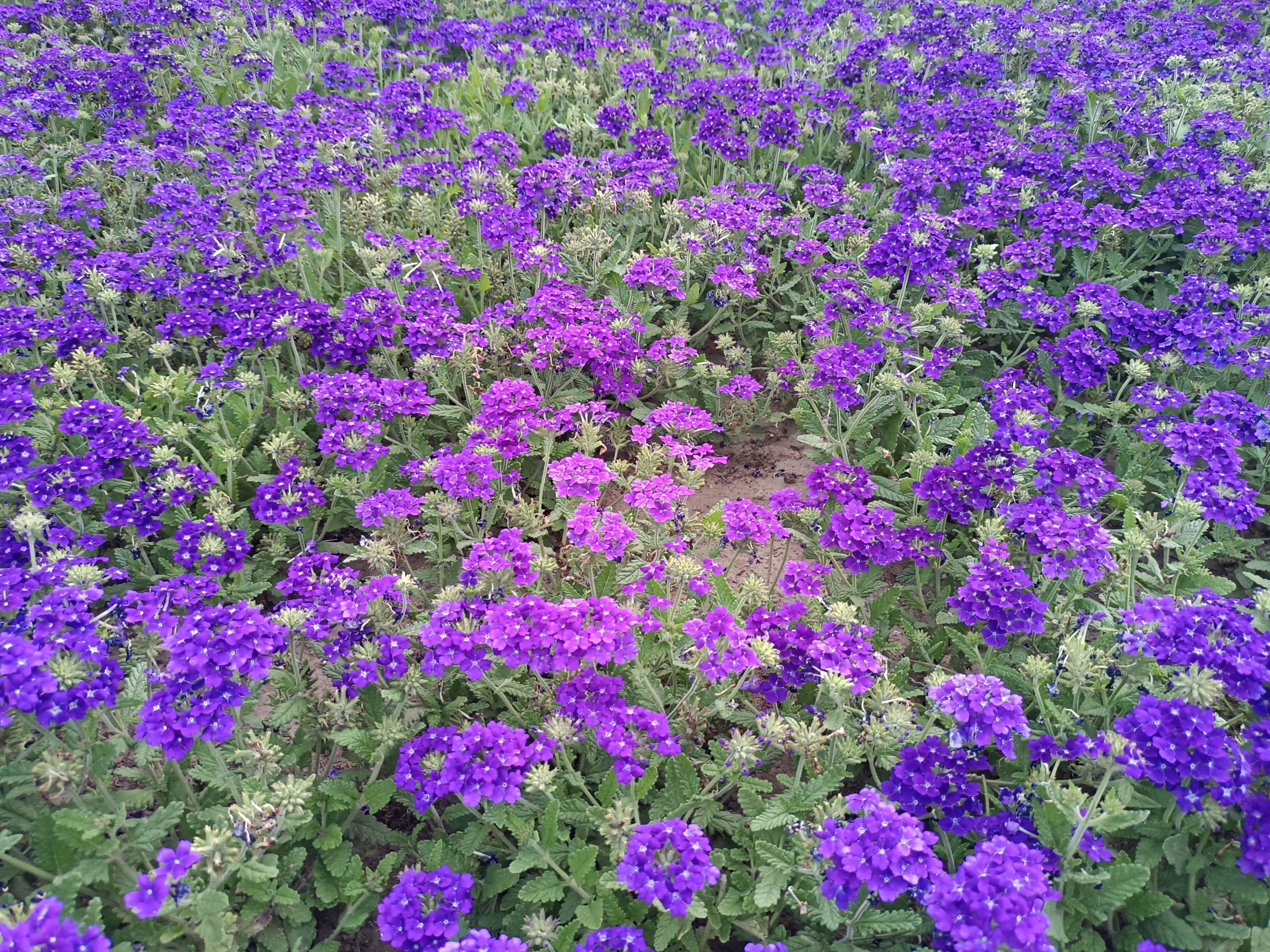 阿尔丁植物园旅行图片 3